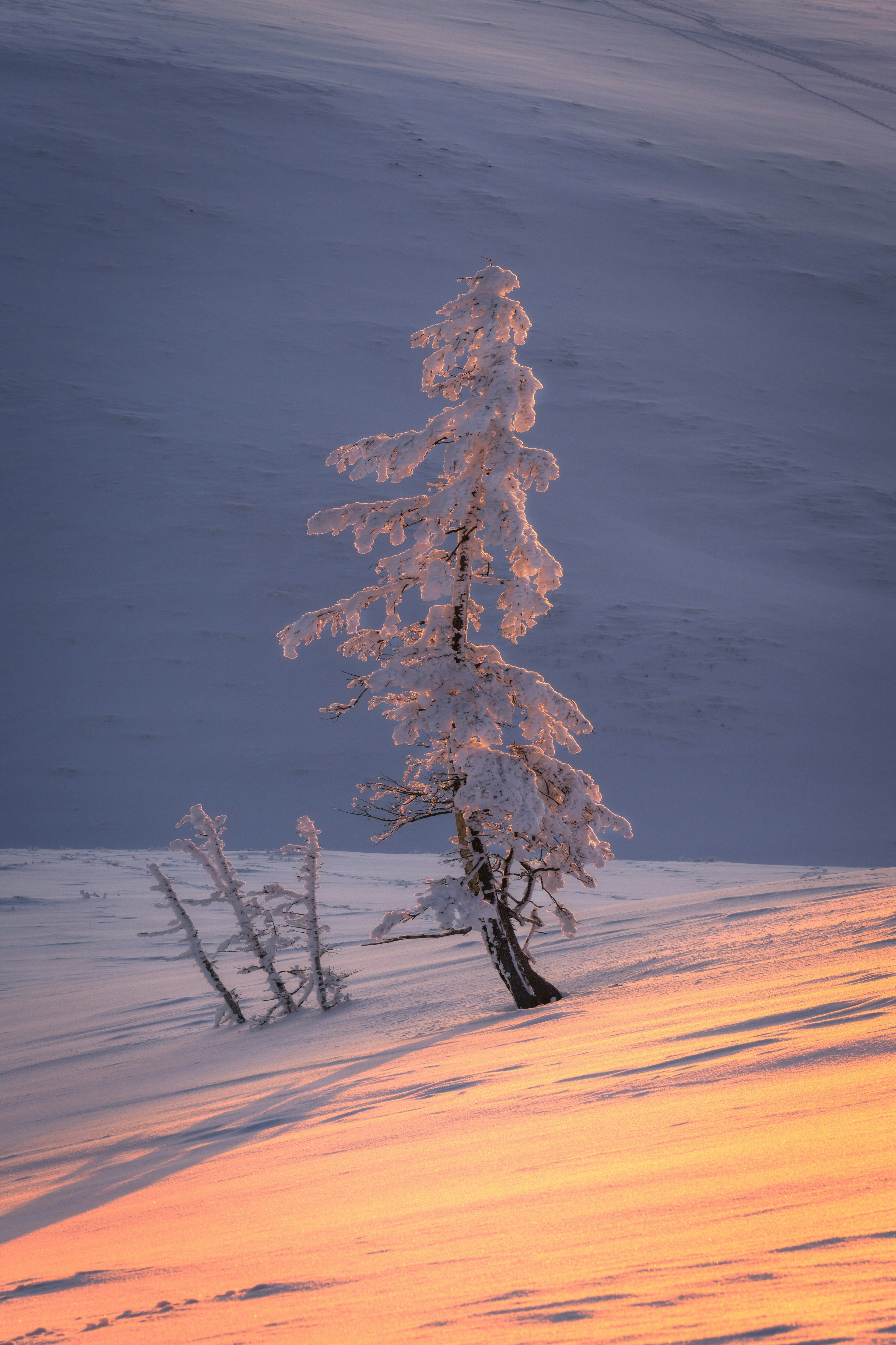 Arbre couvert de neige avec un dégradé de couleurs de coucher de soleil