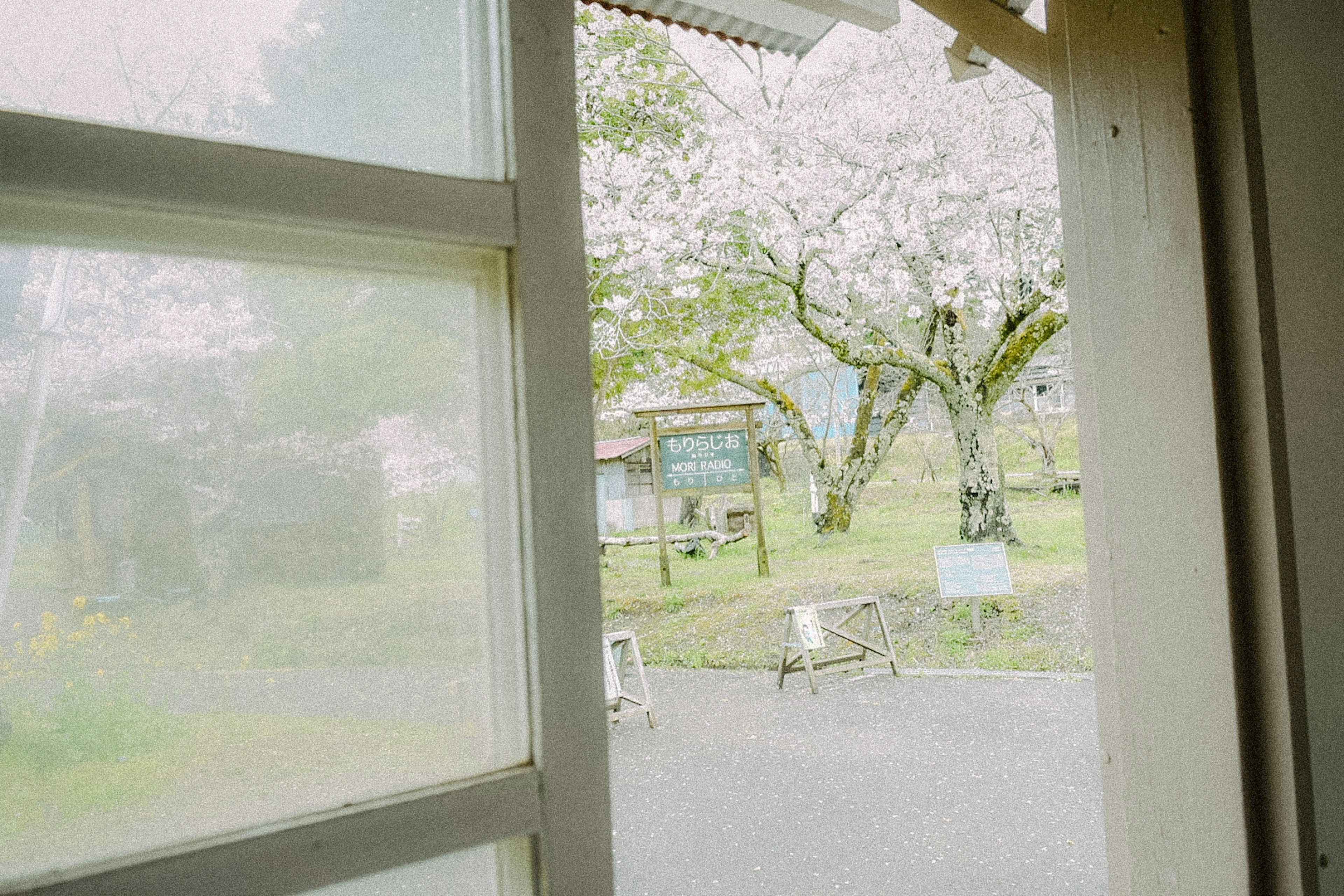 窓から見える桜の木と緑の風景