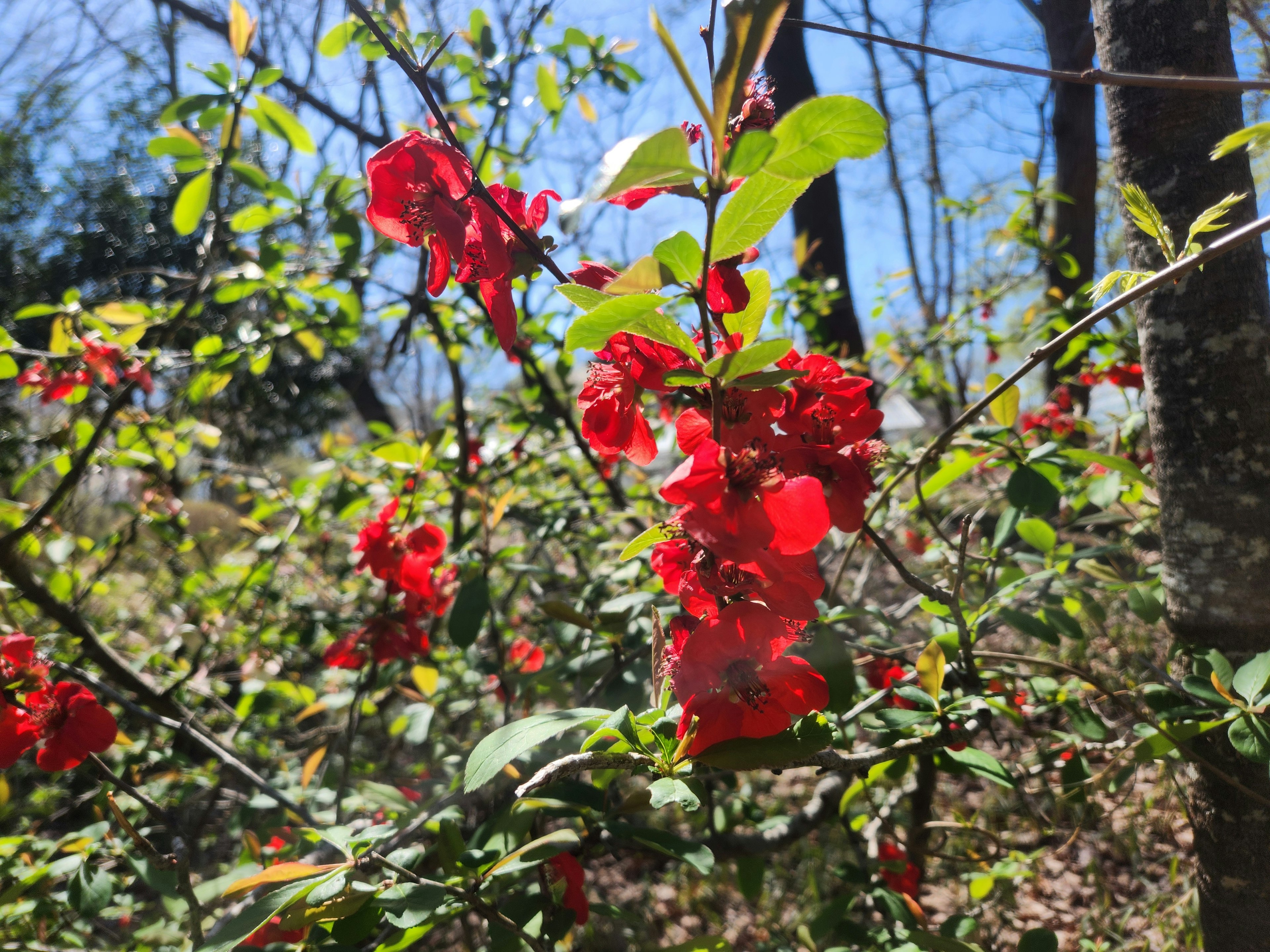 Branches with bright red flowers against a clear blue sky