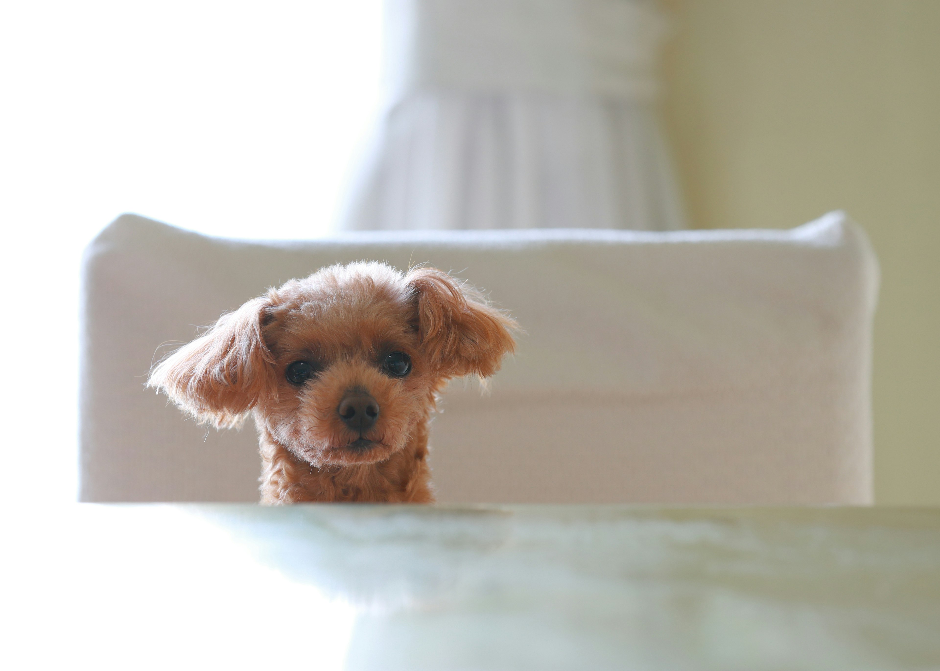 Seekor poodle toy kecil duduk di meja dengan latar belakang lembut