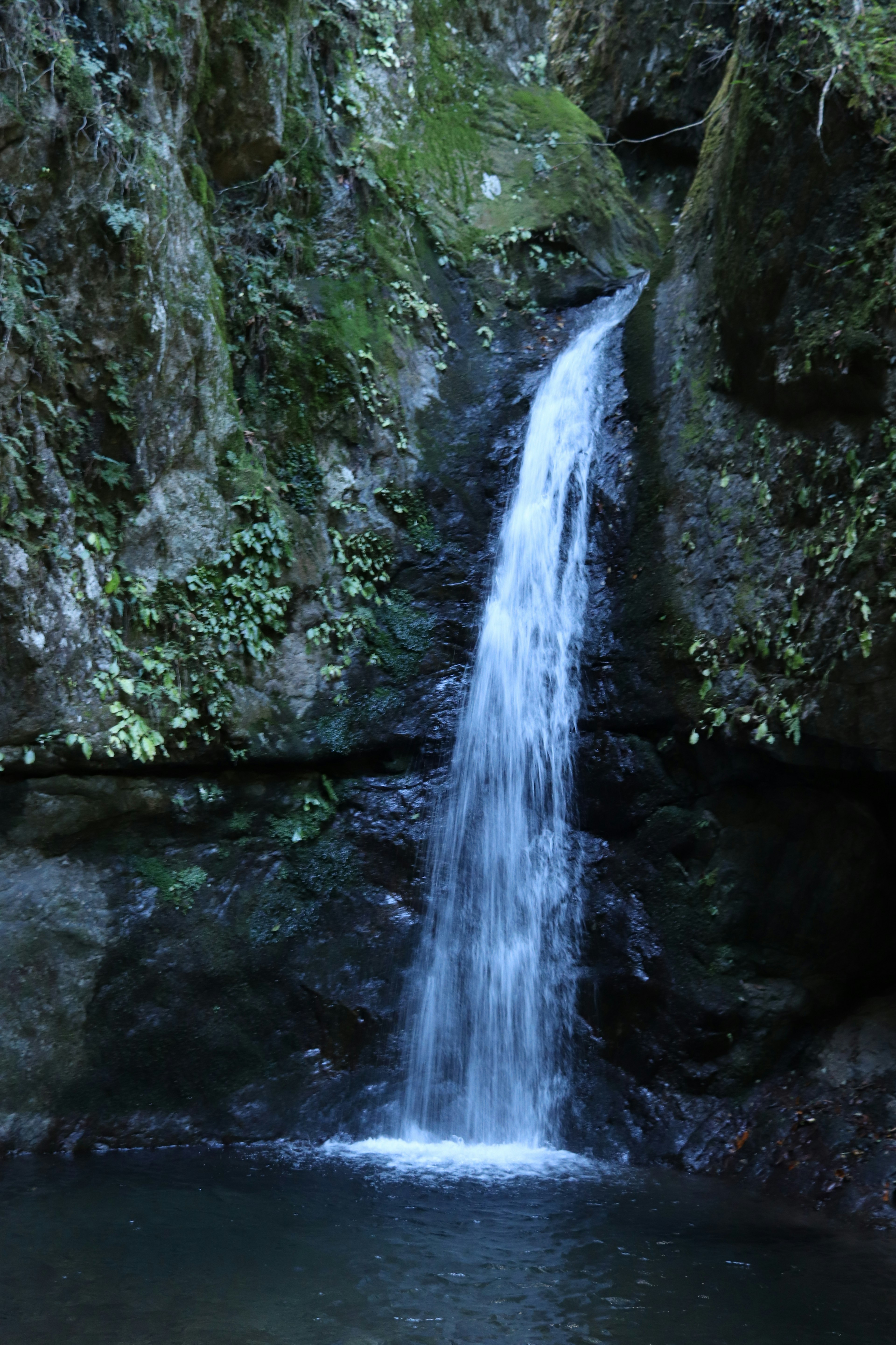 緑の苔に覆われた滝が岩から流れ落ちる美しい風景