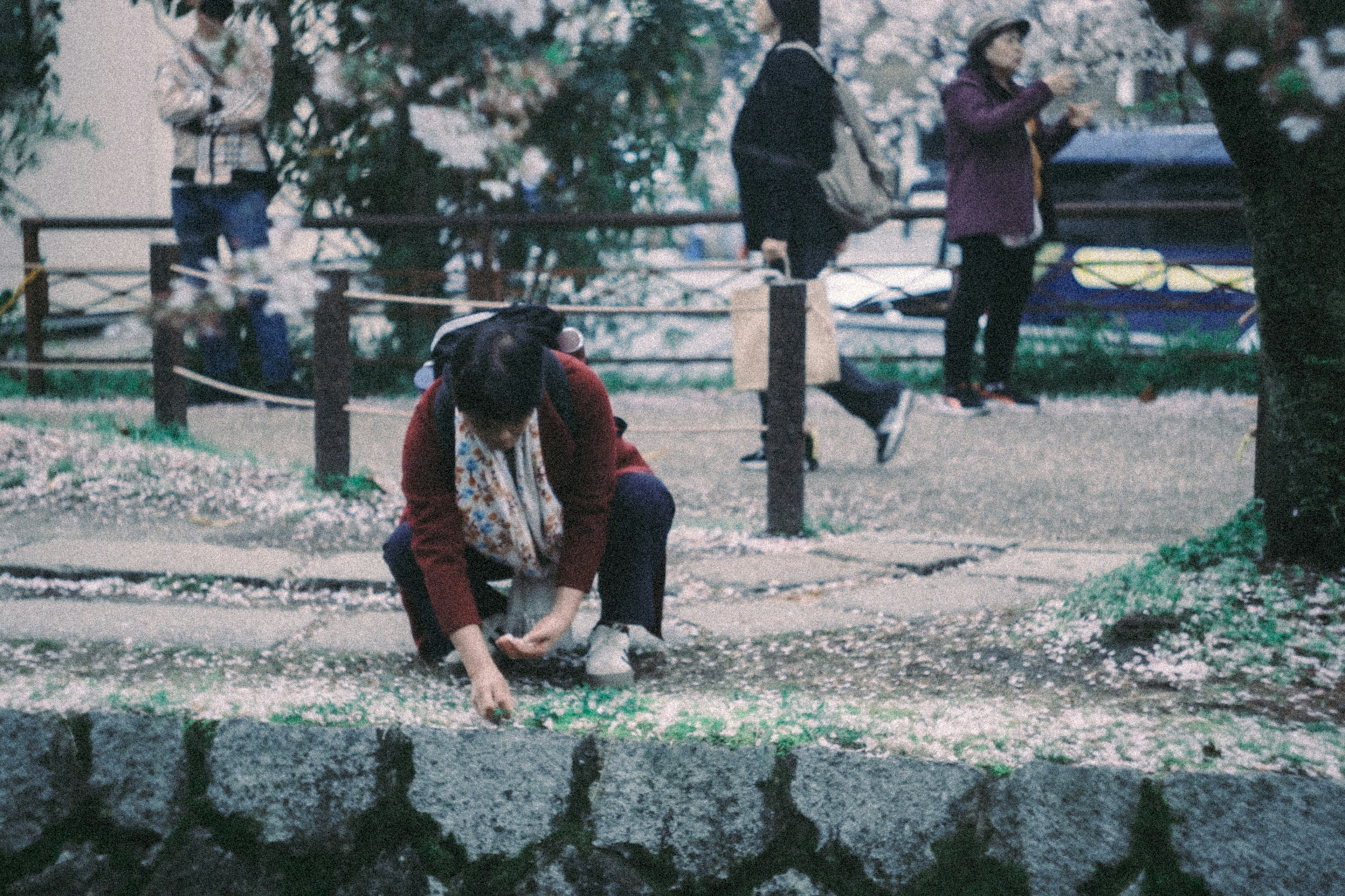 公園で桜の花びらを集めている女性と後ろにいる観光客