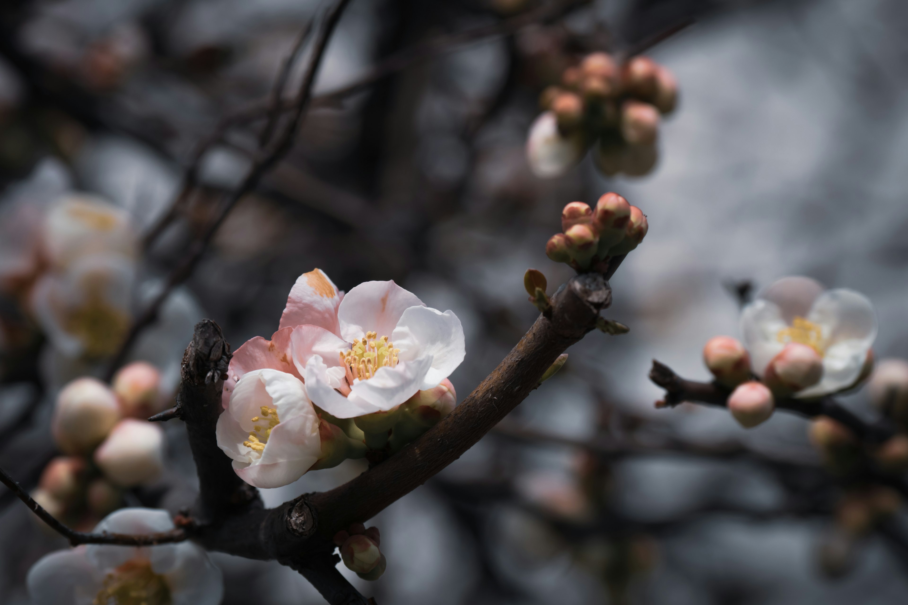 Close-up of a branch with pale blossoms and buds