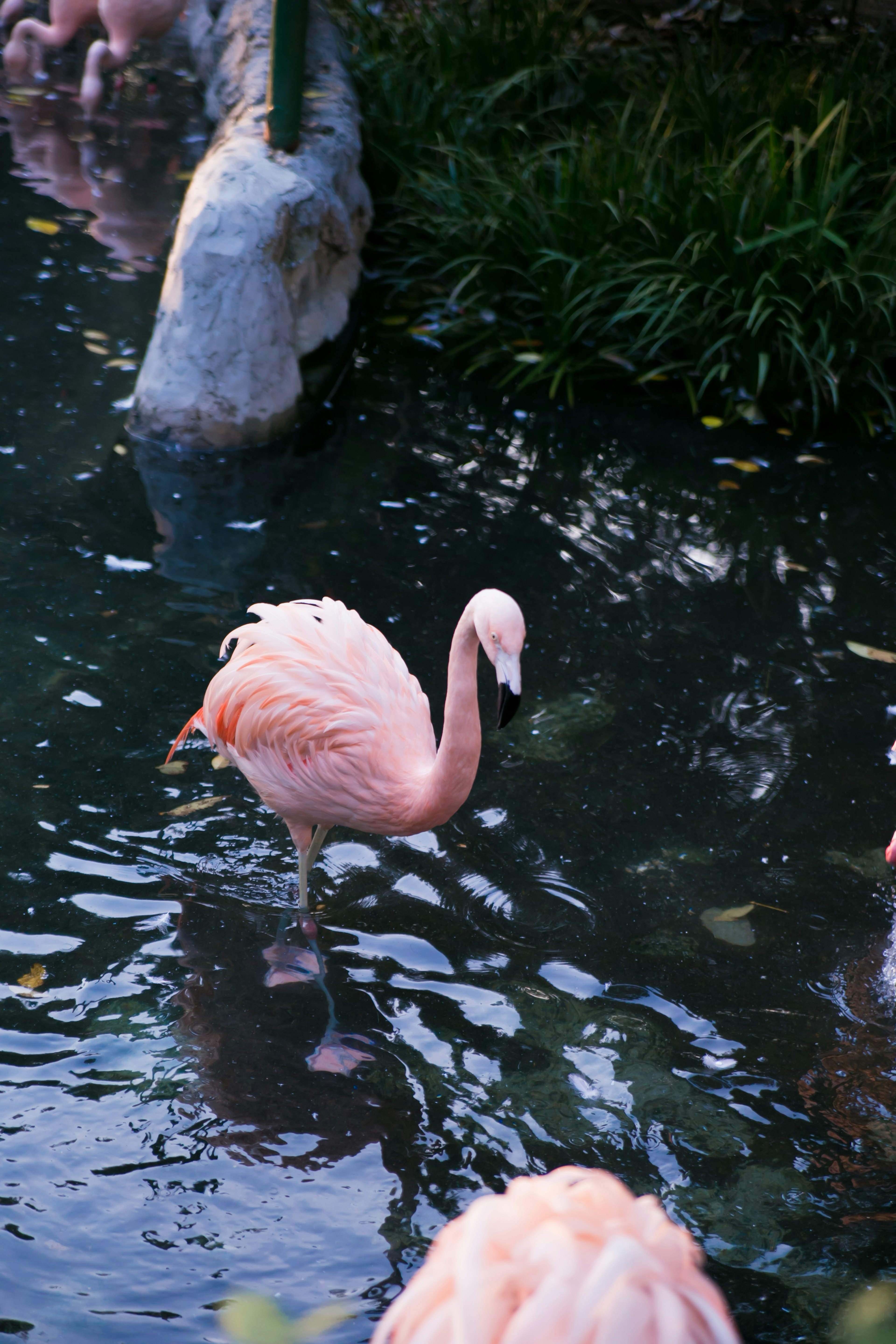 Flamingo merah muda yang menonjol berdiri di dalam air di antara sekumpulan flamingo