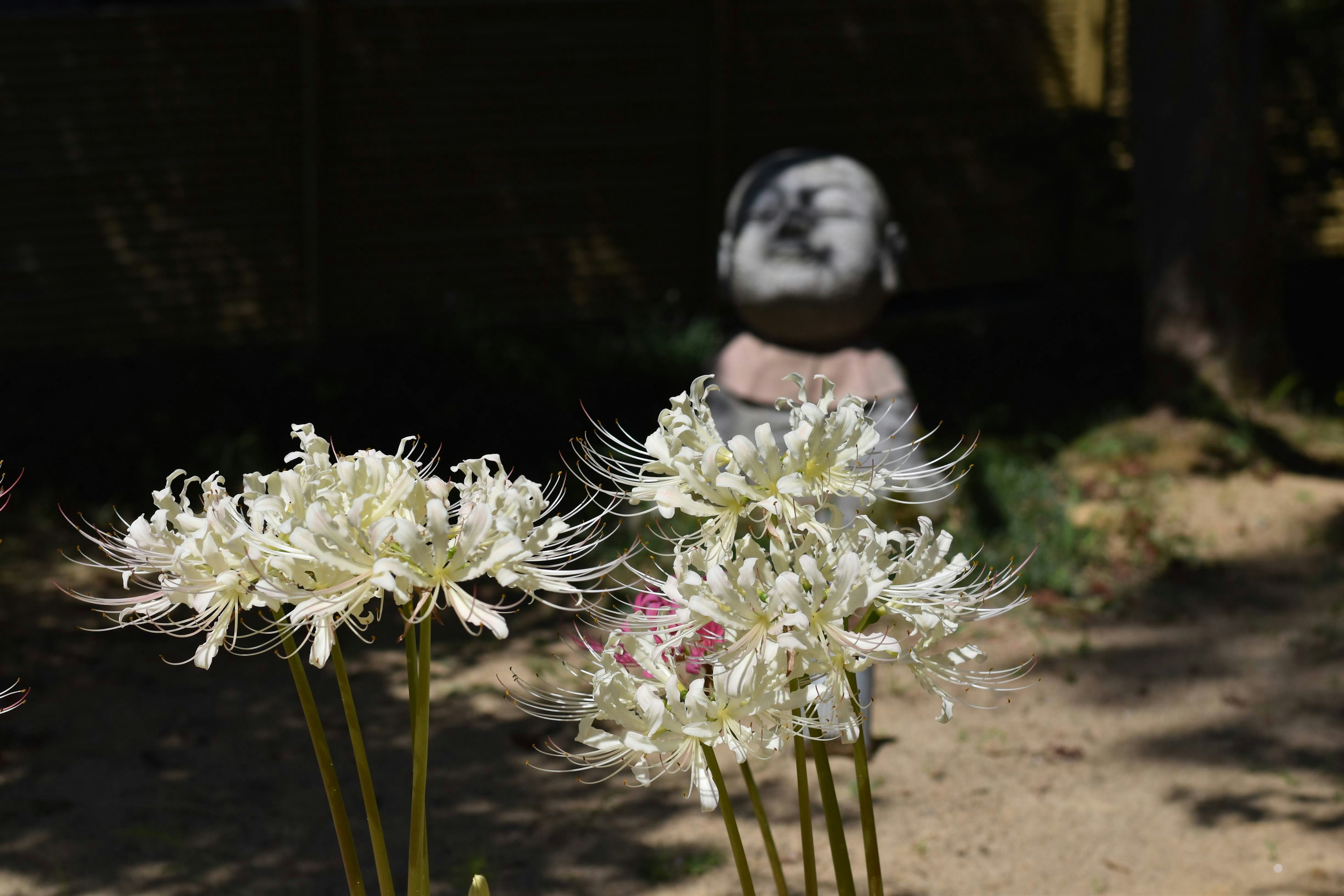 一个花园场景，前景是白色花朵，背景是石雕像