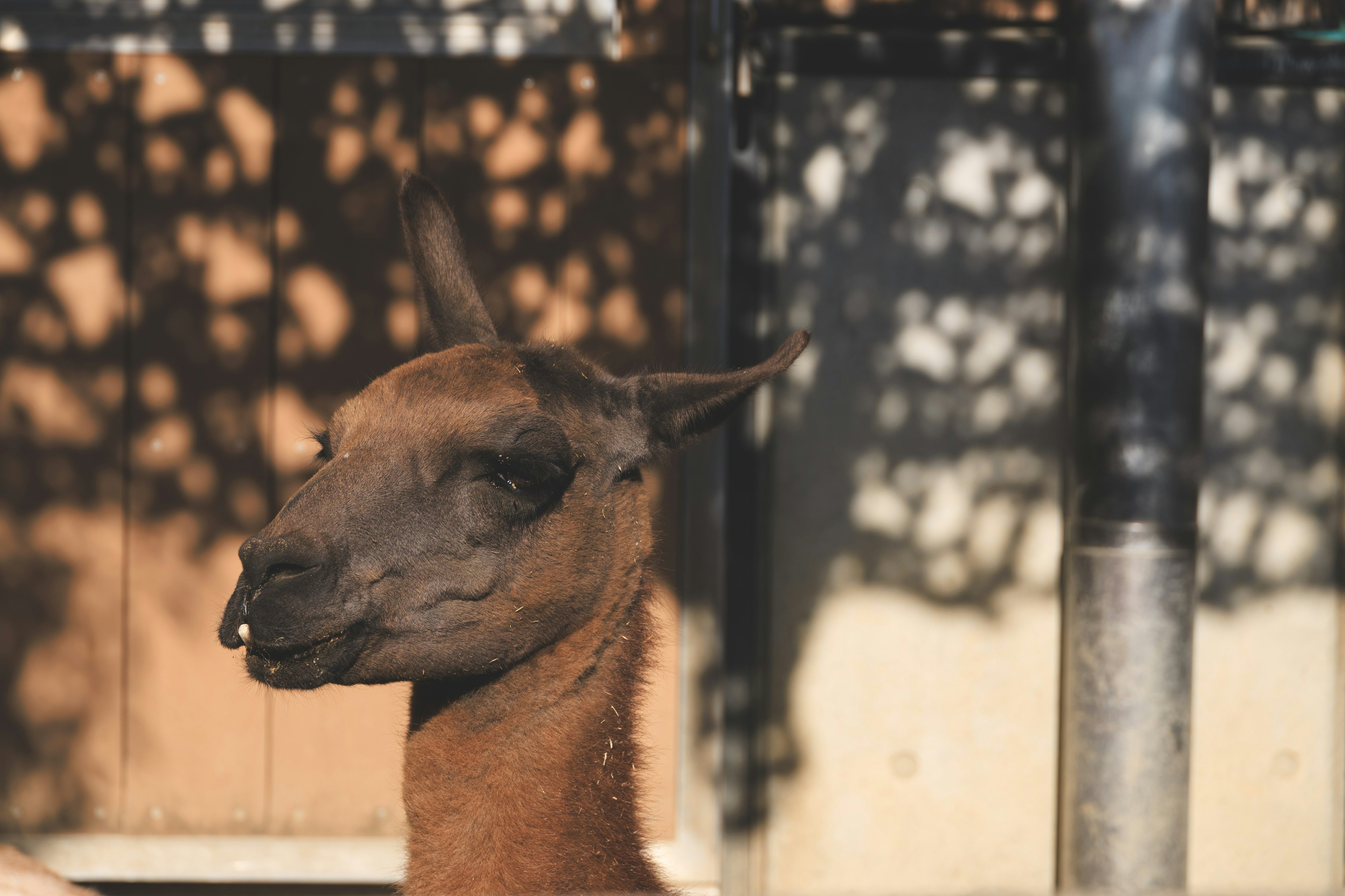 Gros plan sur le visage d'un lama avec des ombres en arrière-plan