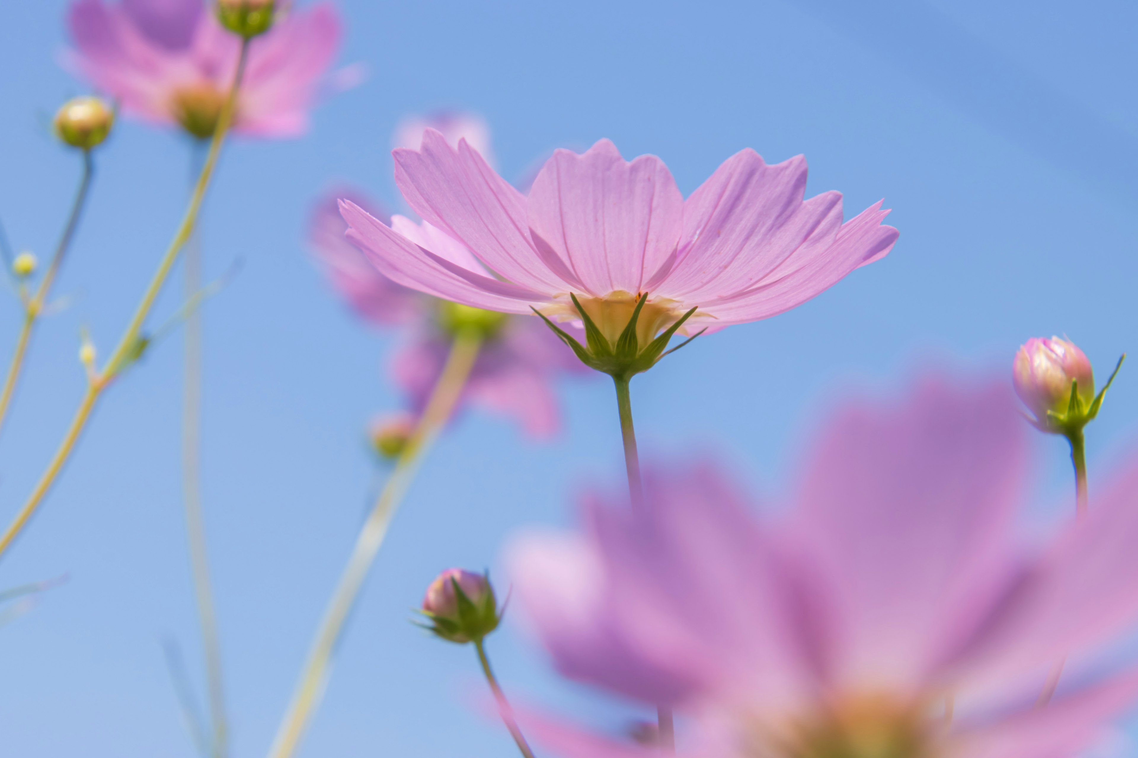 Zarte rosa Kosmosblumen, die unter einem blauen Himmel blühen