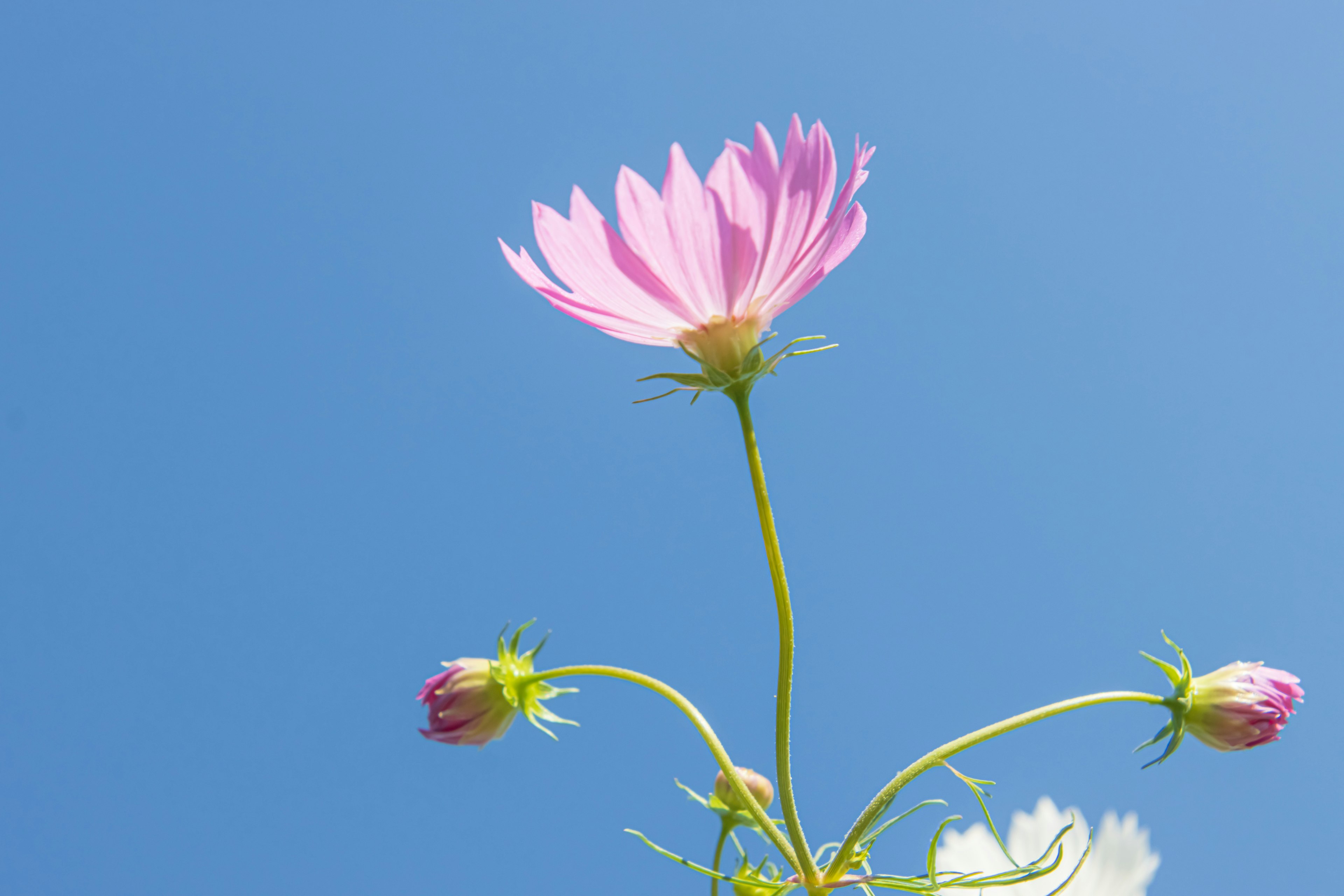 Pink cosmos flower and buds reaching towards the blue sky