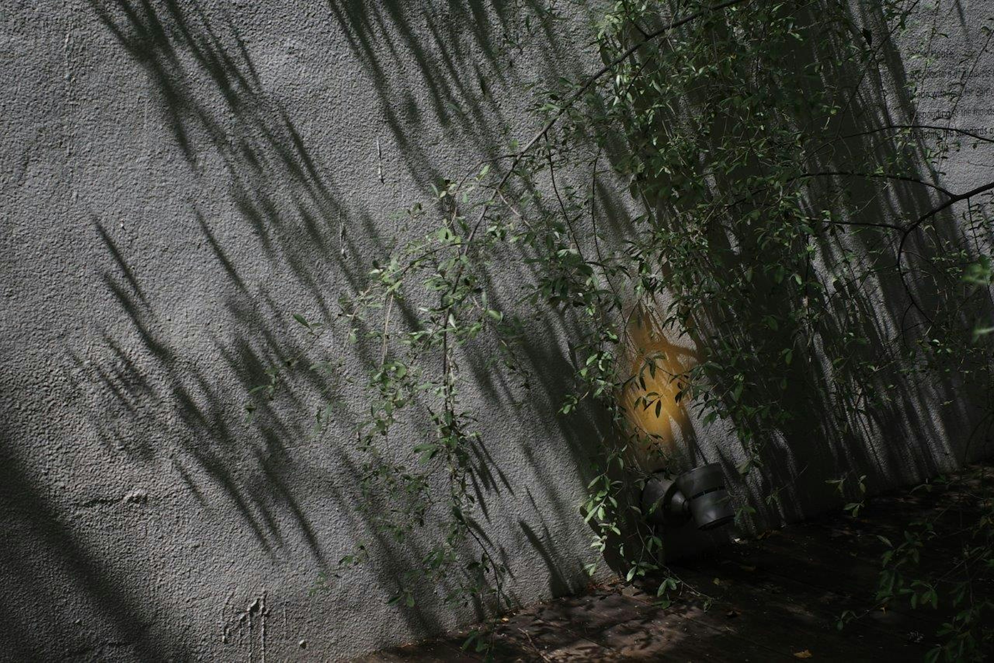 Ombres des feuilles sur un mur gris avec des plantes vertes