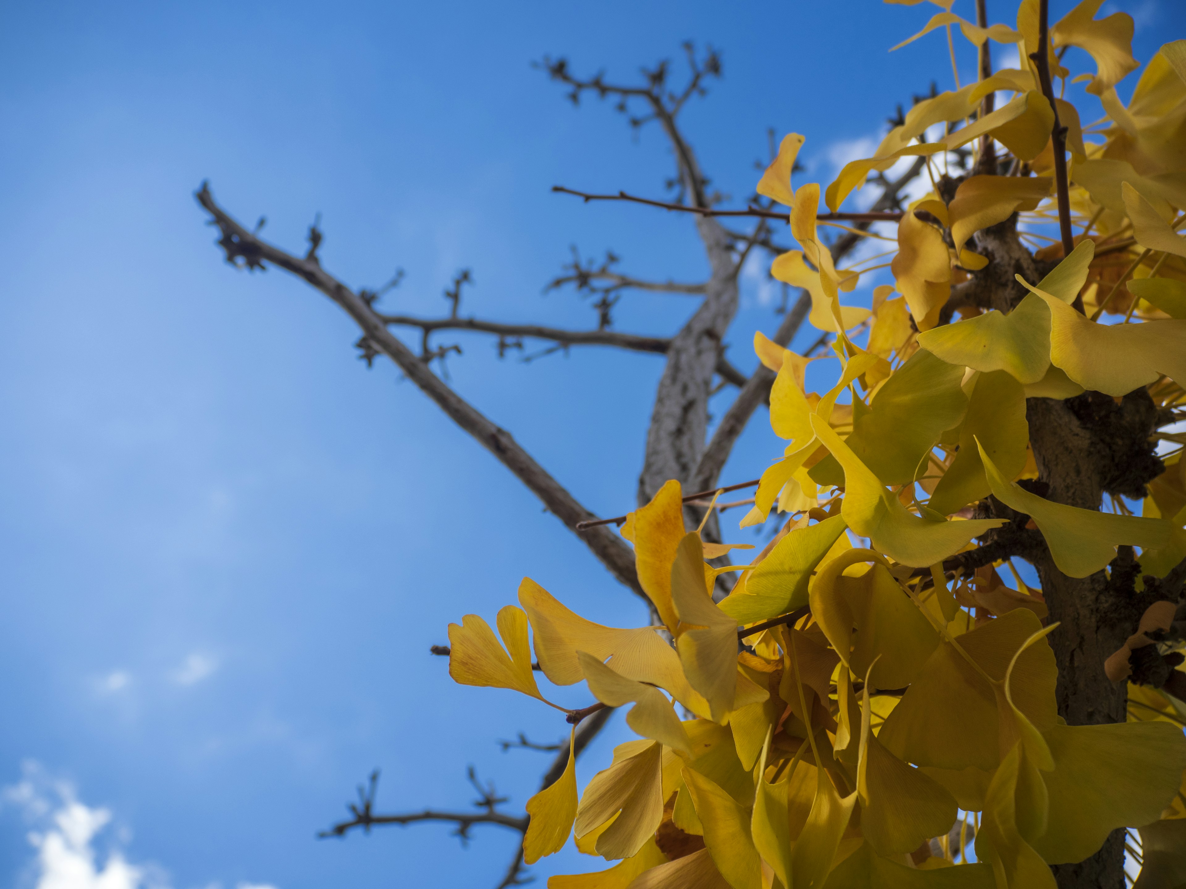 Yellow flowers with a backdrop of blue sky and a bare tree branch