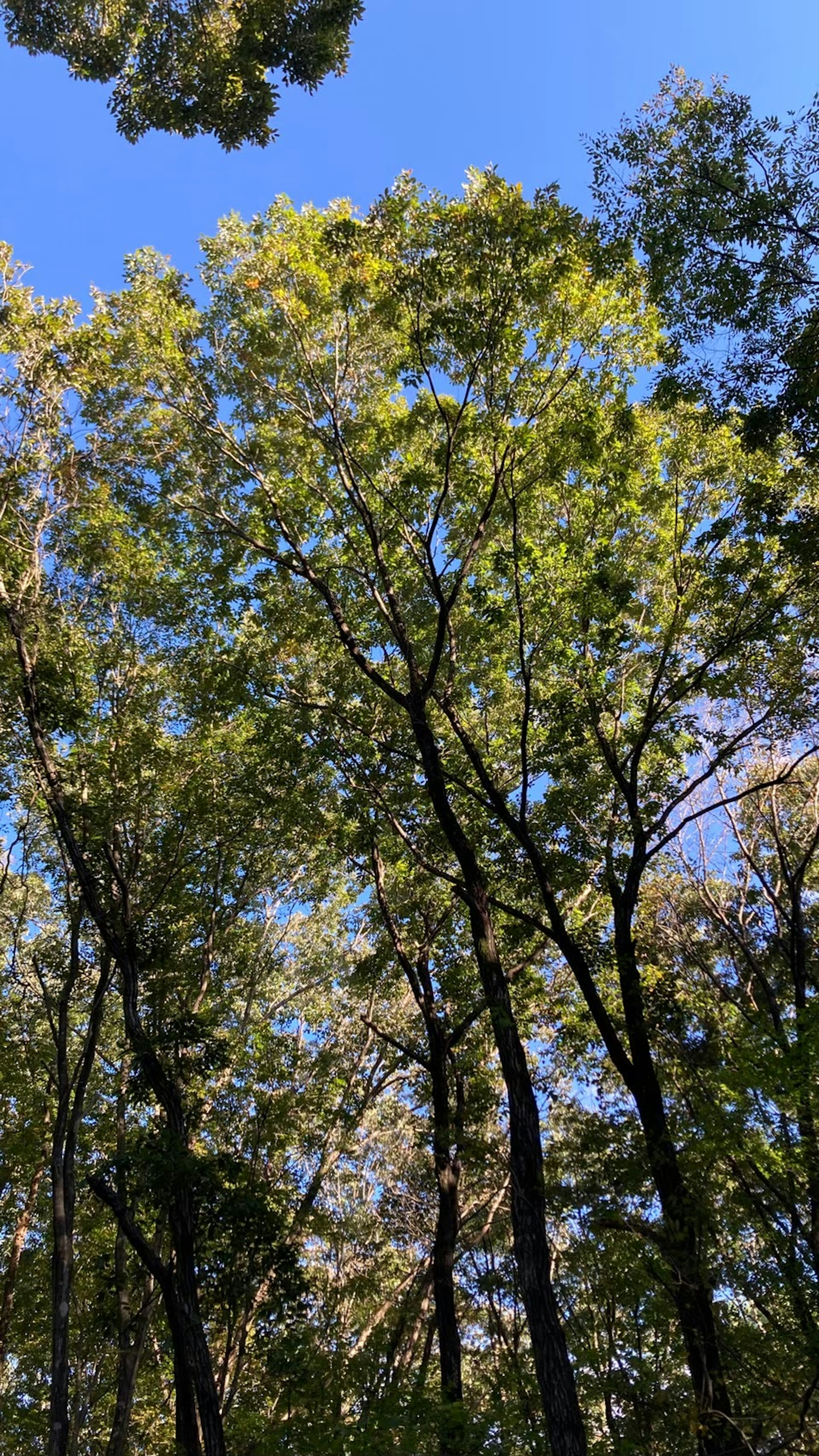 青空の下にそびえる緑の木々の上向きの視点