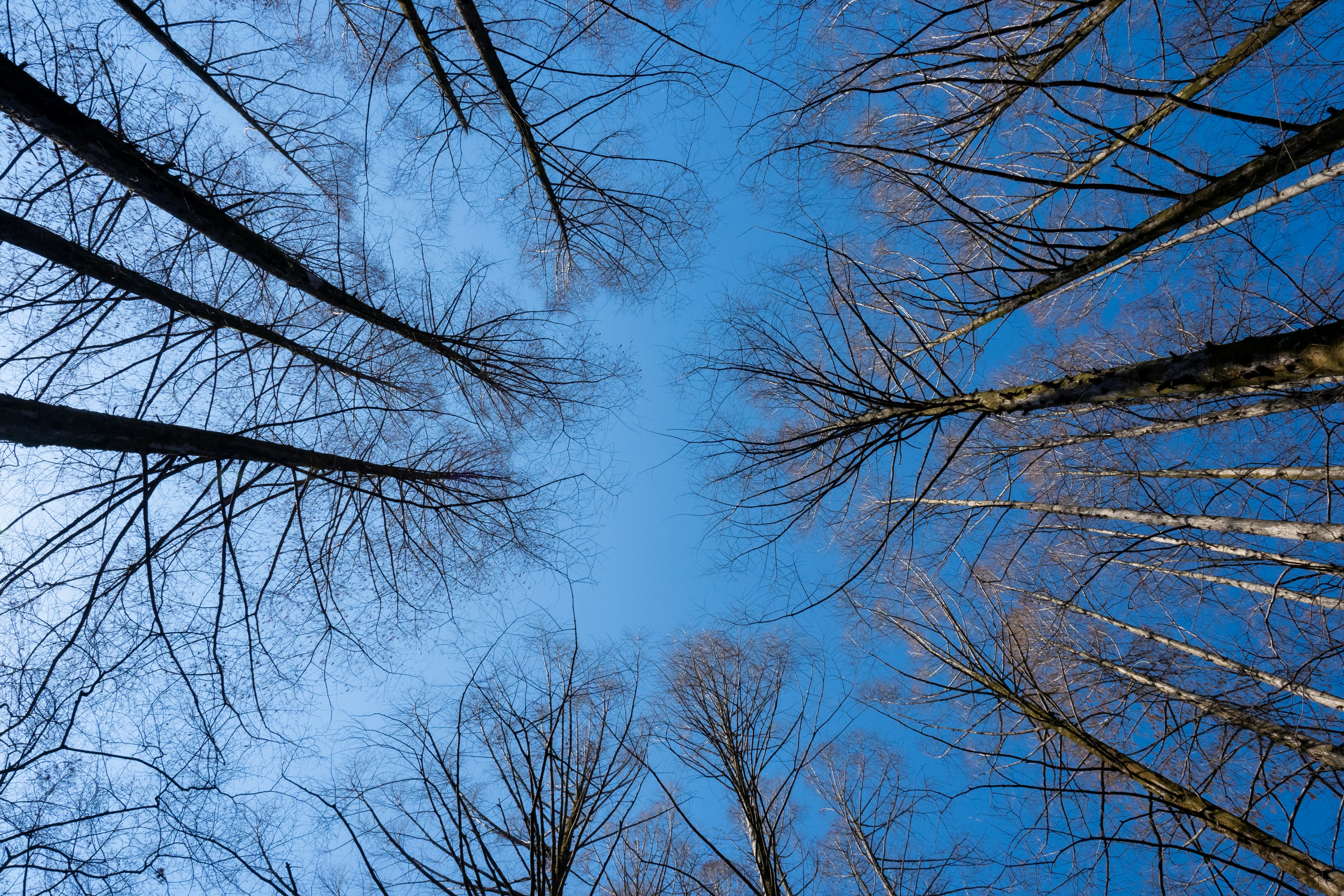 Blick auf hohe Bäume vor blauem Himmel