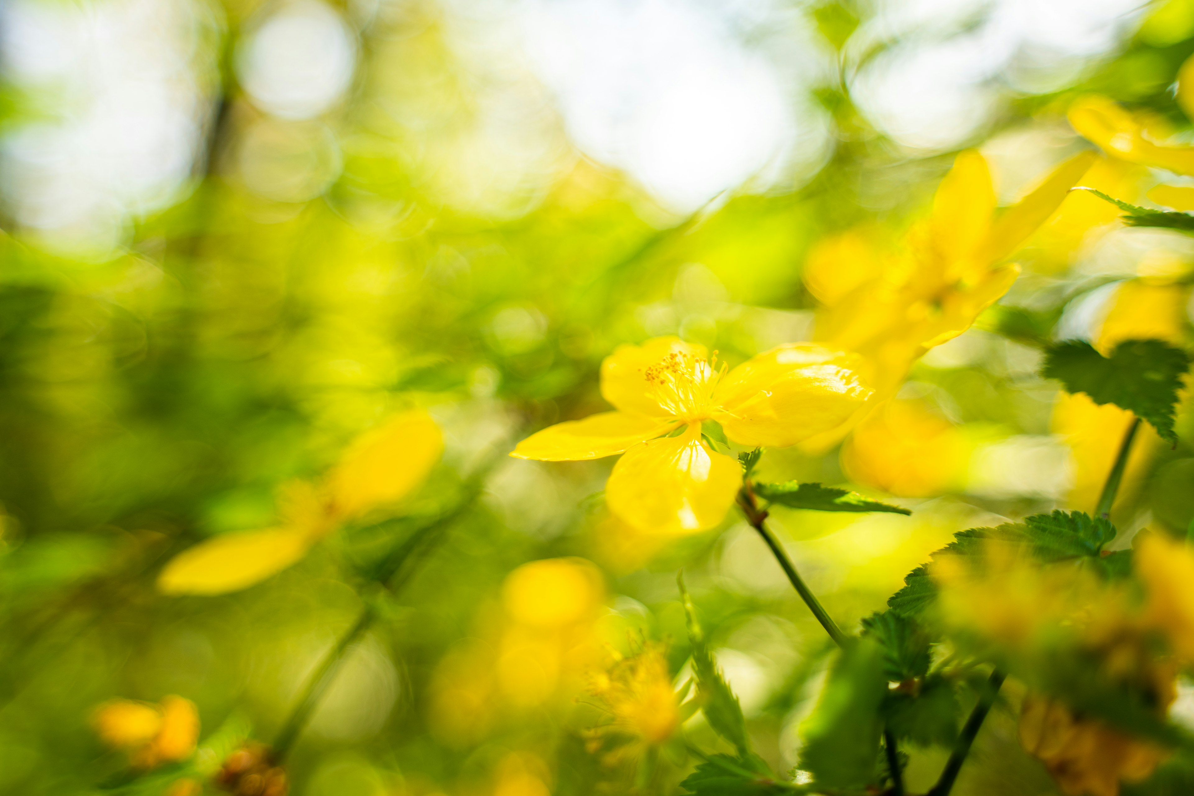 Vibrant yellow flowers blooming against a lush green background