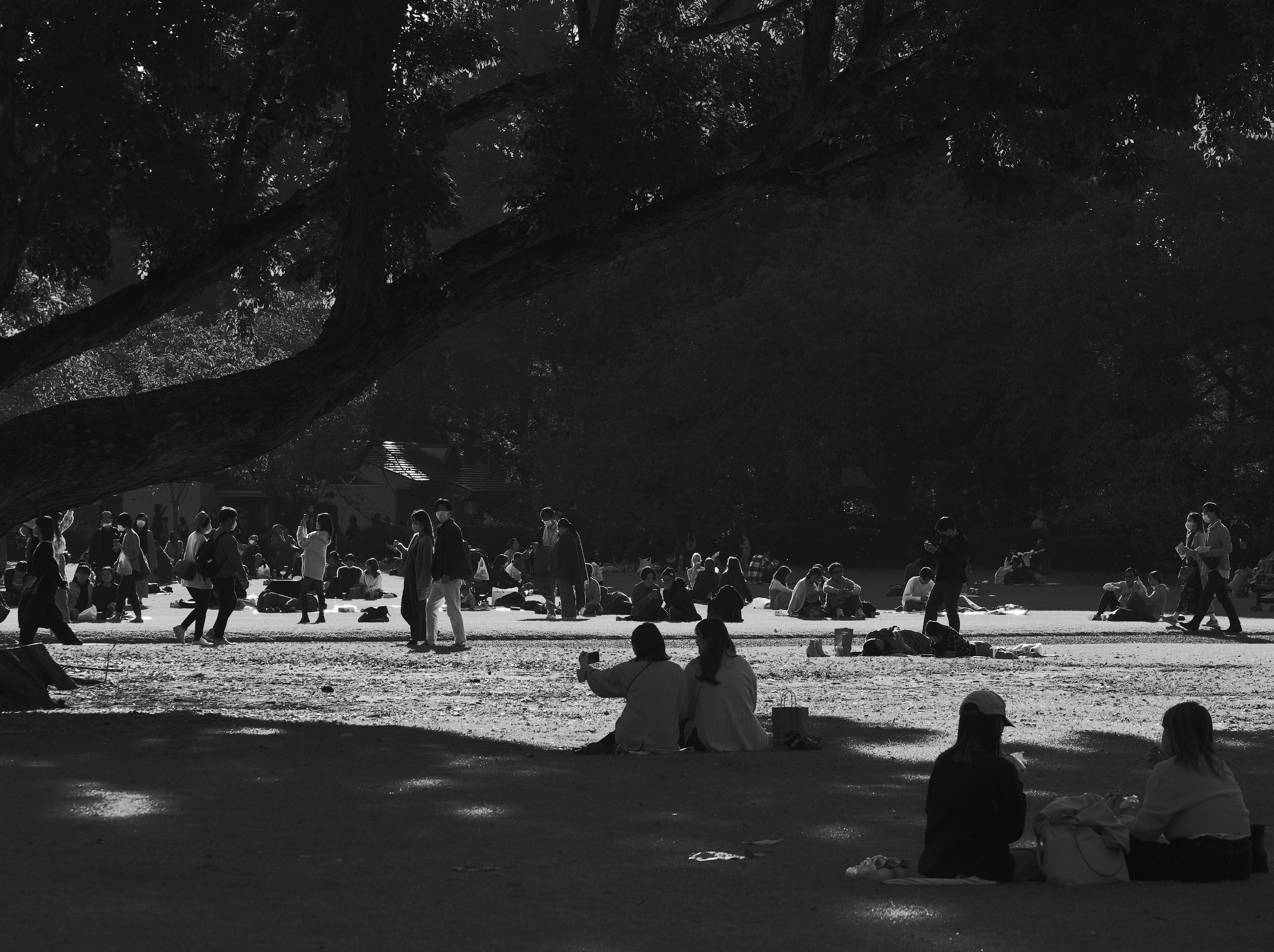 People relaxing in a park under a large tree shade