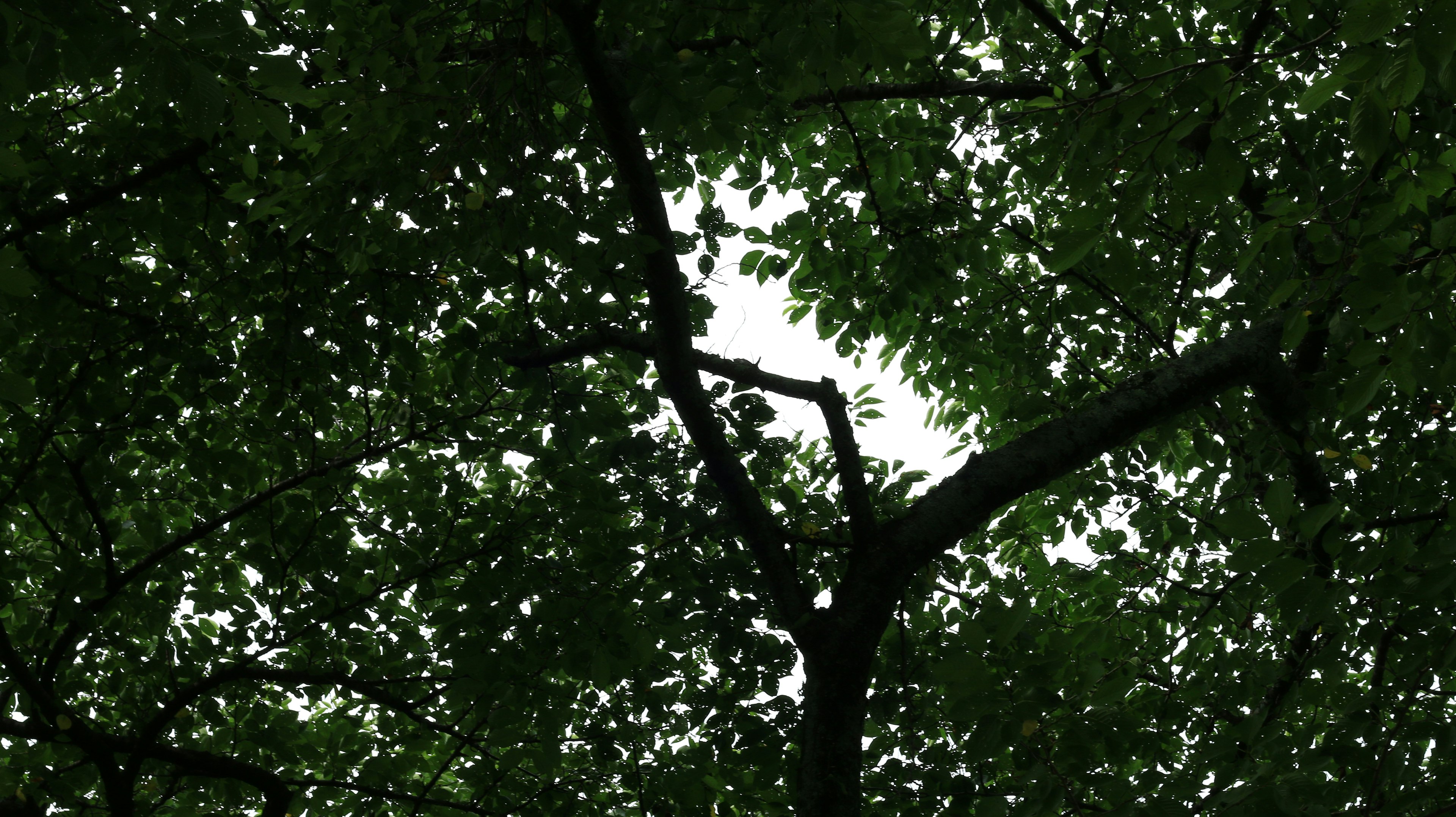 Structure of tree branches covered with green leaves