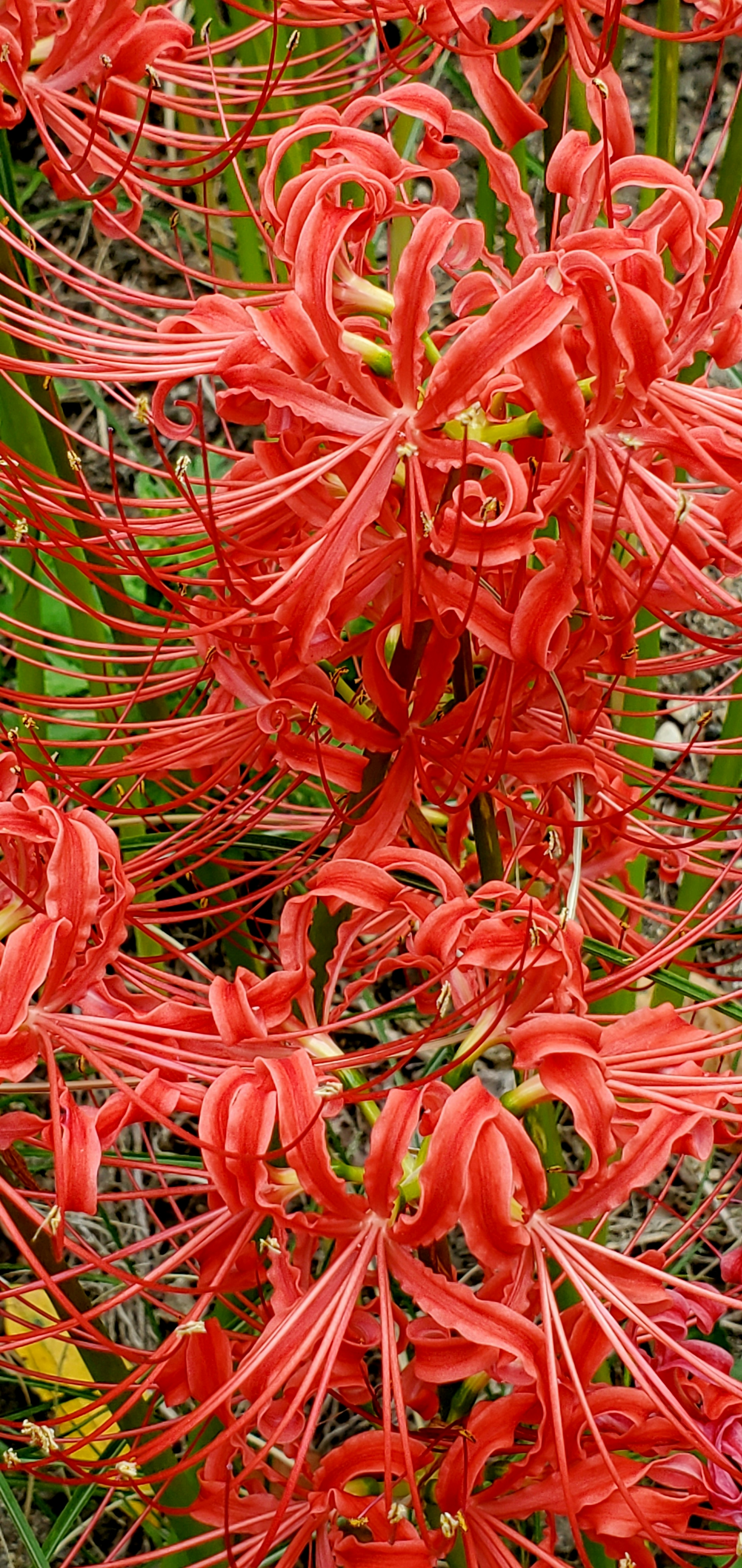 Bunga laba laba merah yang cerah dalam keadaan mekar