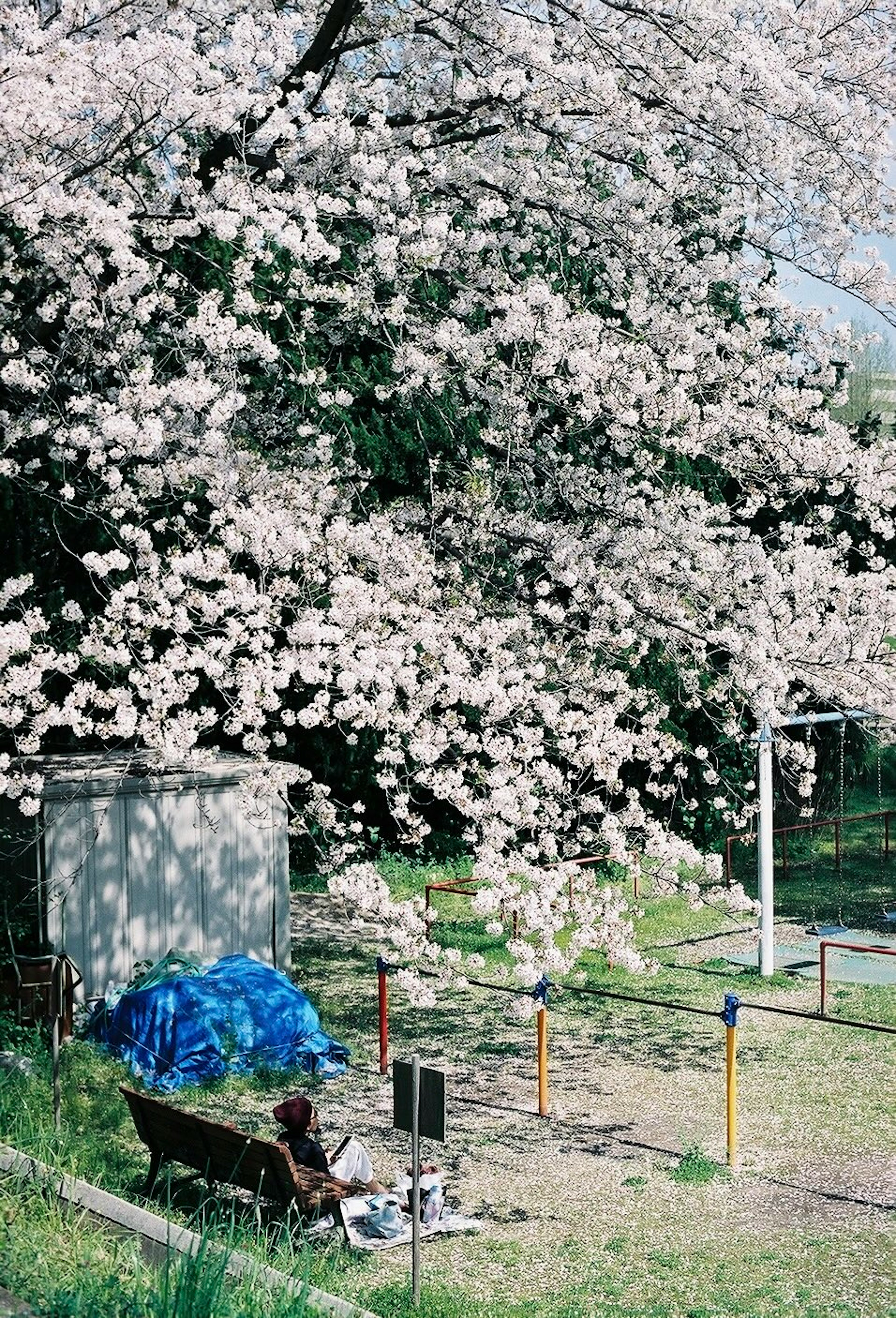 A person resting under a cherry blossom tree with a playground in the background