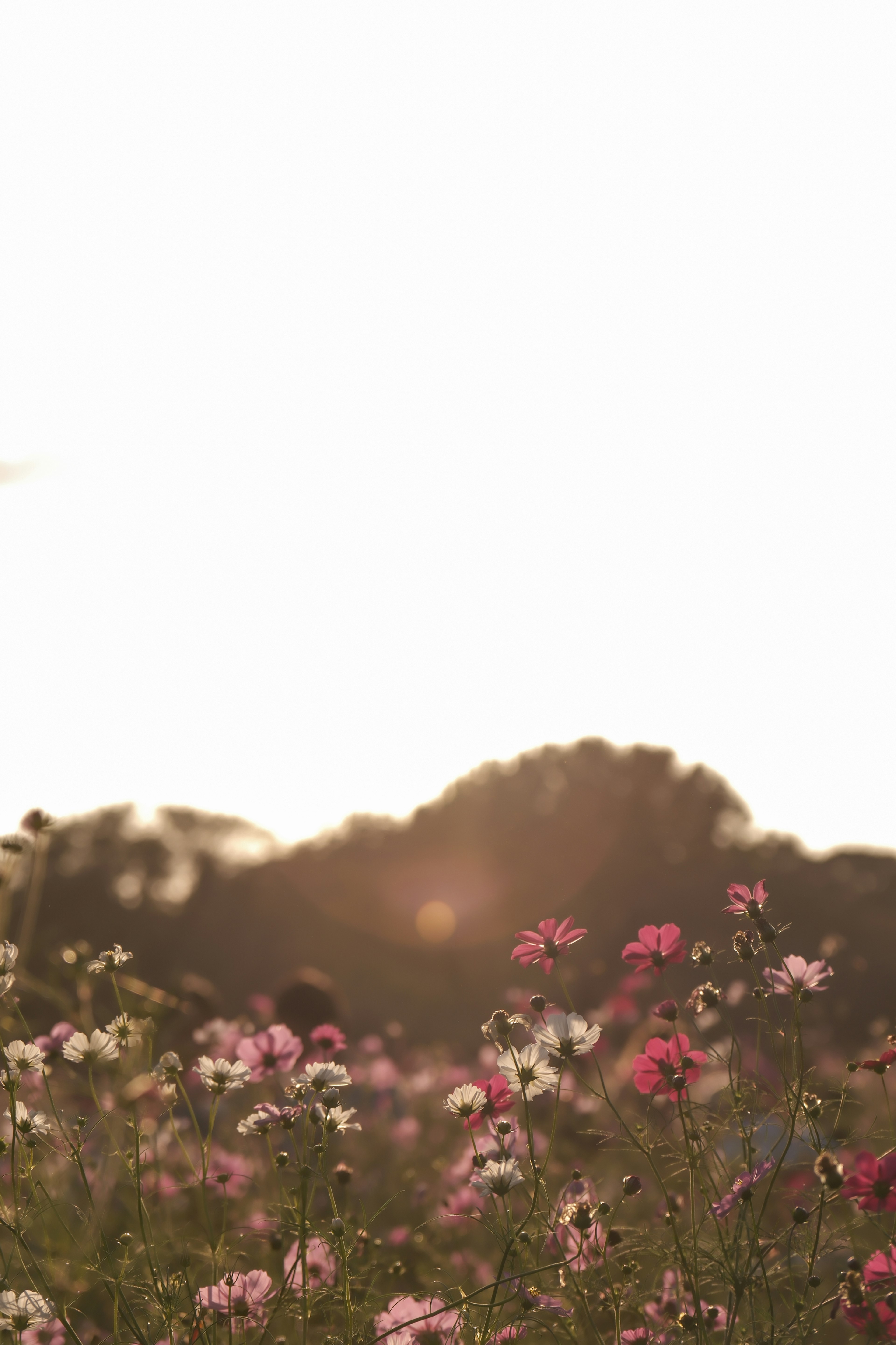 Colorful flowers blooming under a sunset sky