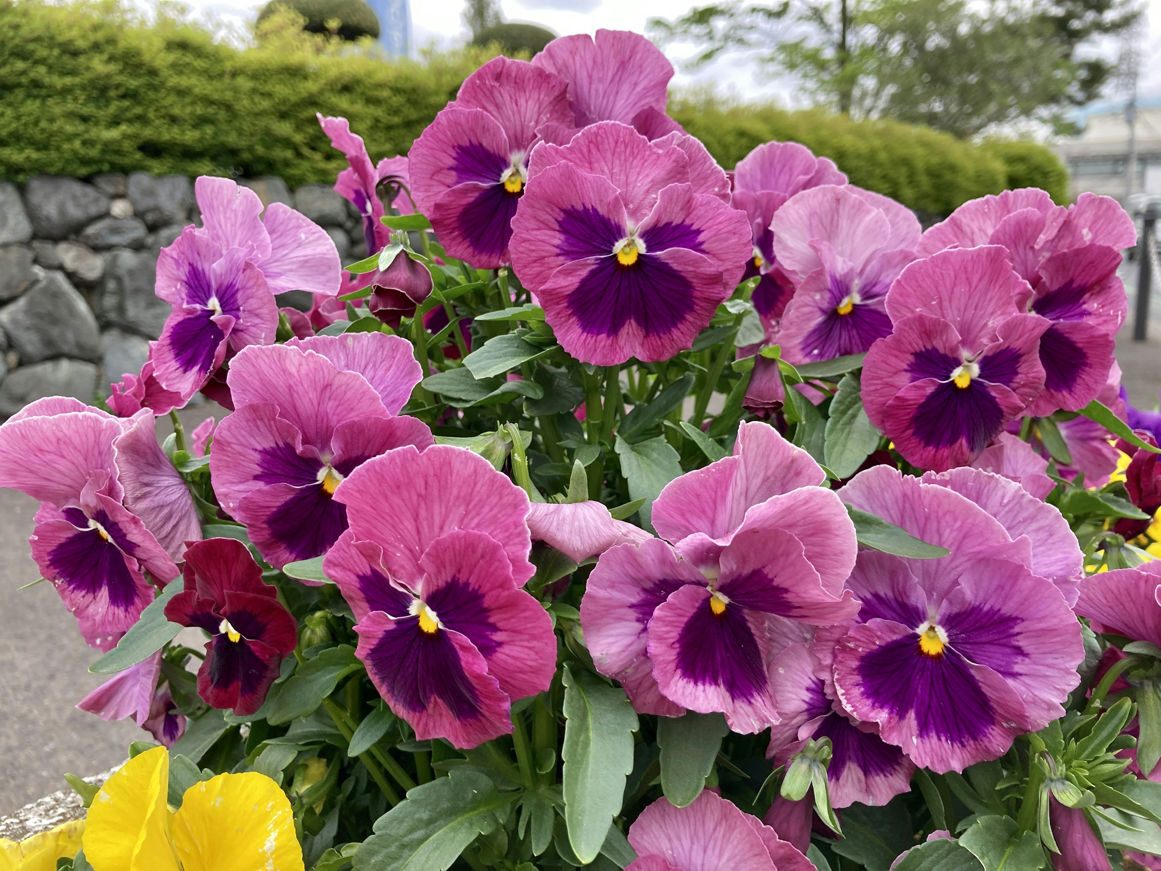 紫色のパンジーの花が咲いている様子