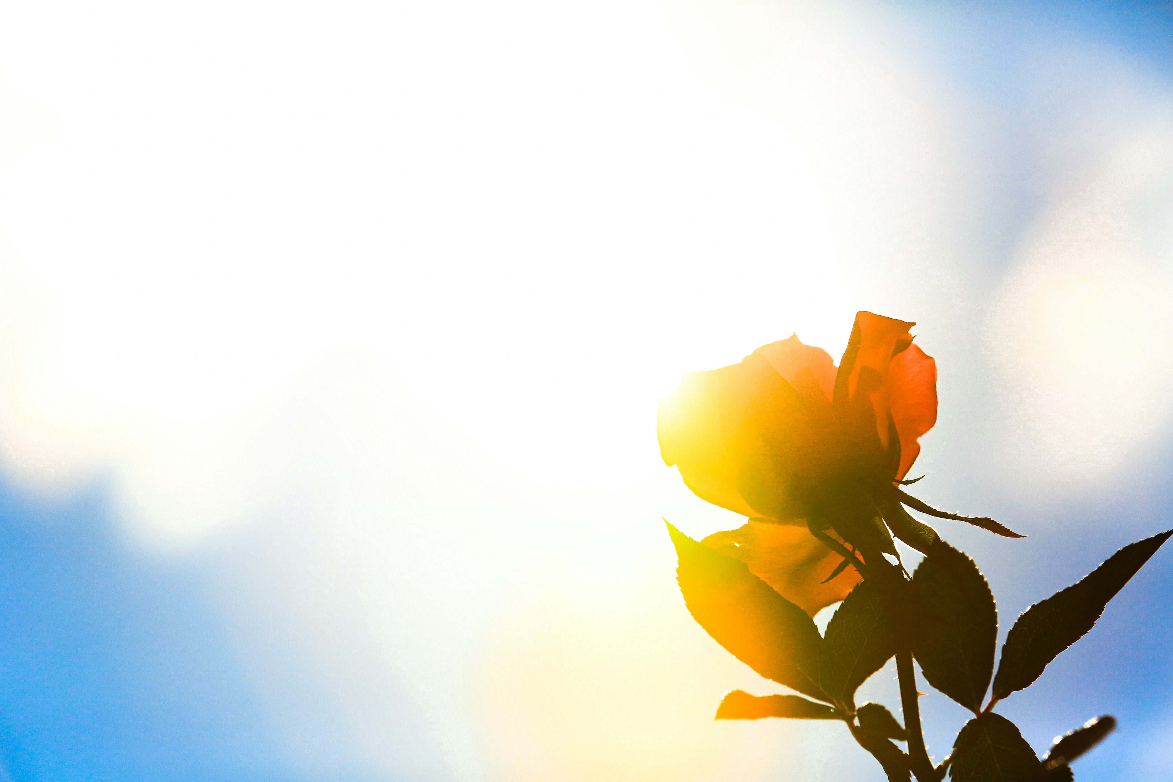 Orange rose flower illuminated by sunlight against a bright sky