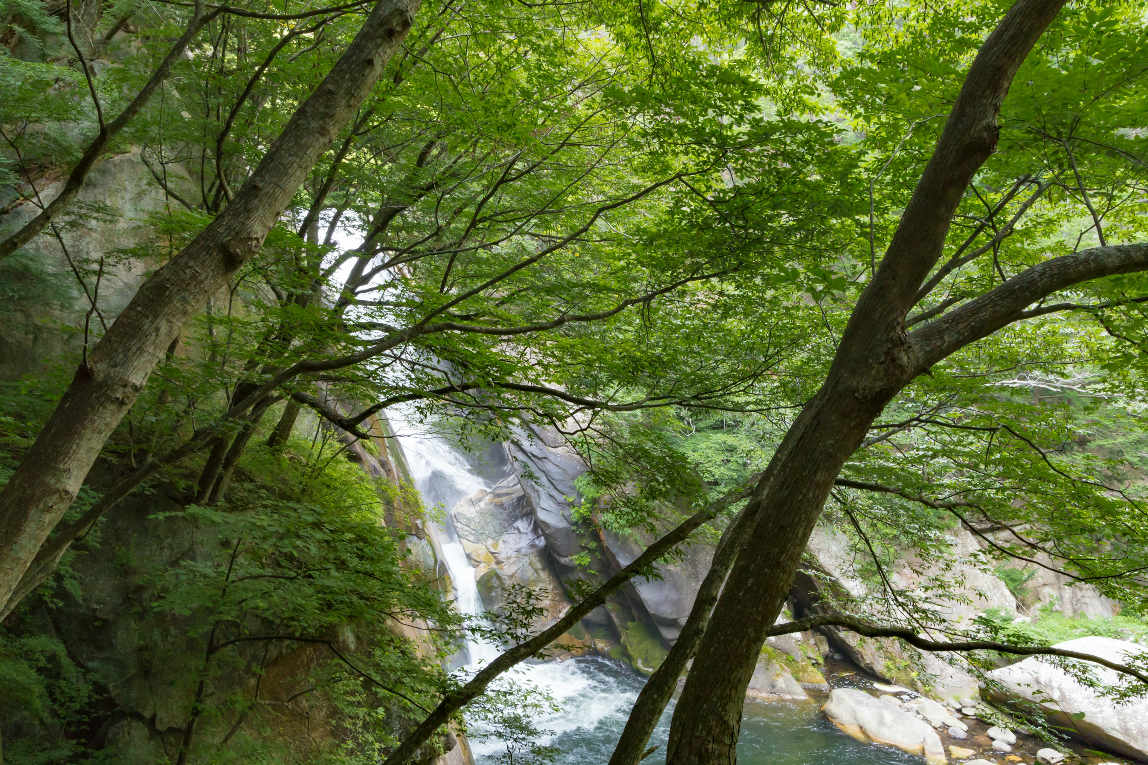 A scenic view of a waterfall surrounded by lush green trees