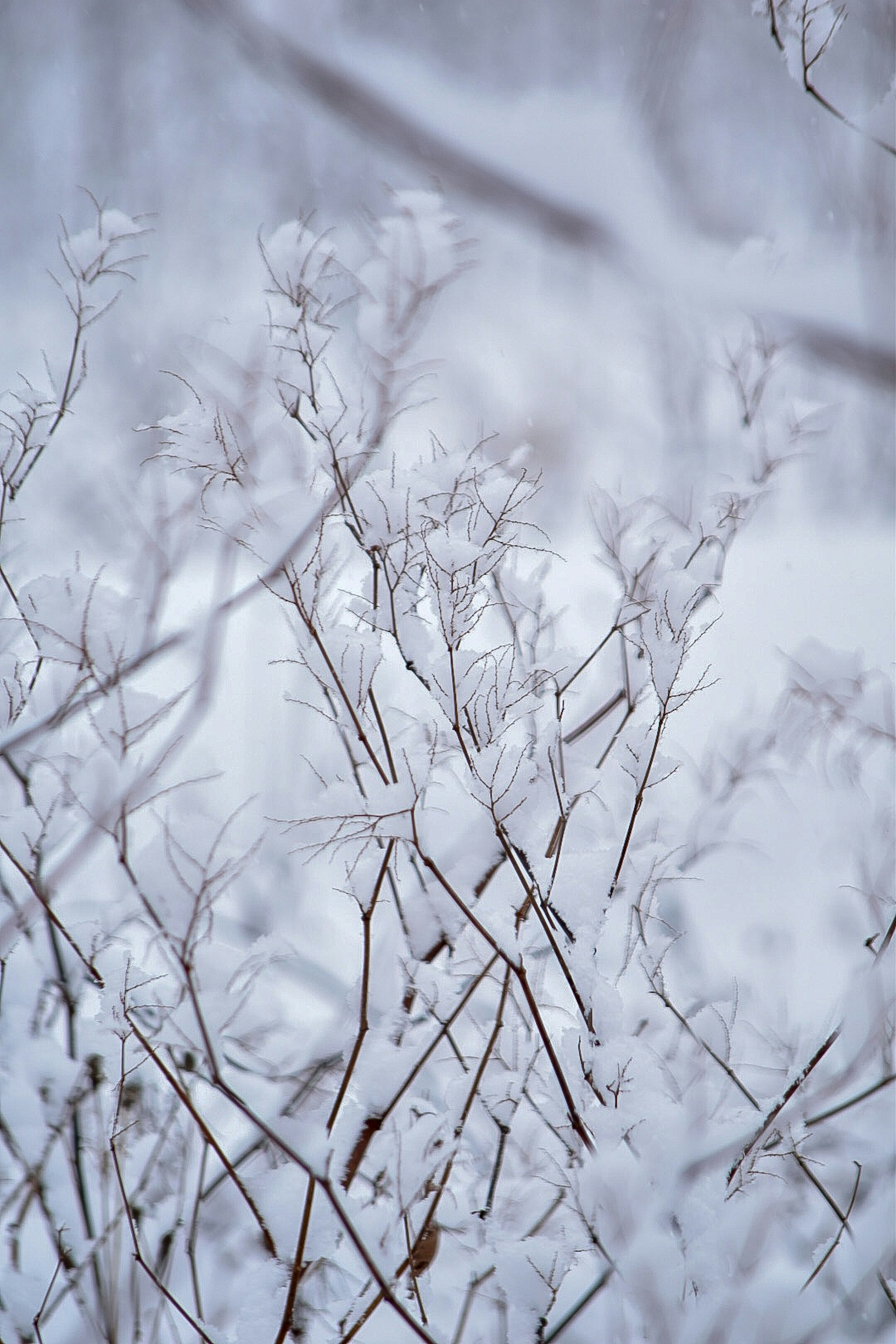 Frost-covered grass stems and leaves against a soft background