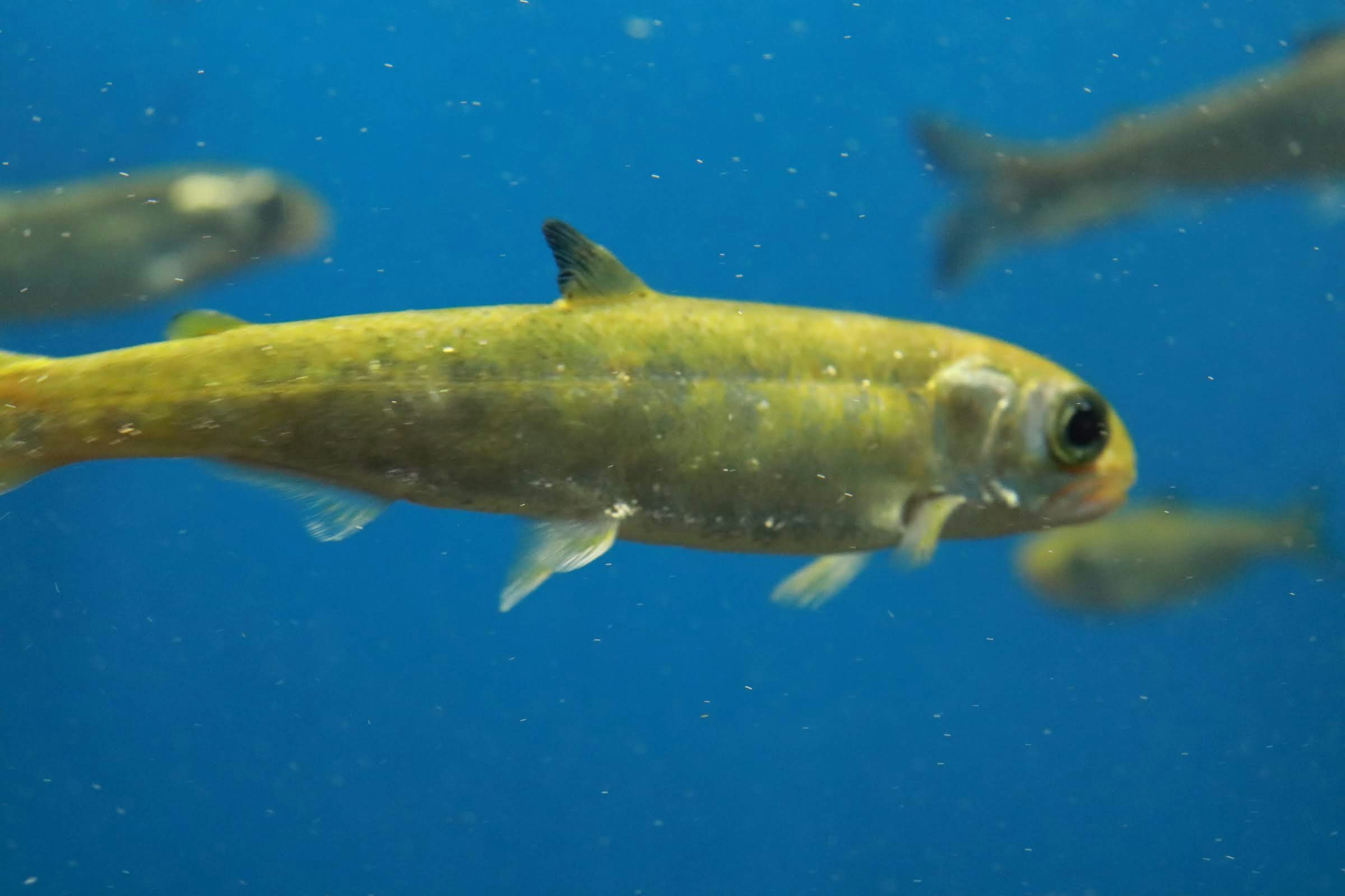 Grüner Fisch schwimmt in einem Schwarm von Fischen im klaren blauen Wasser