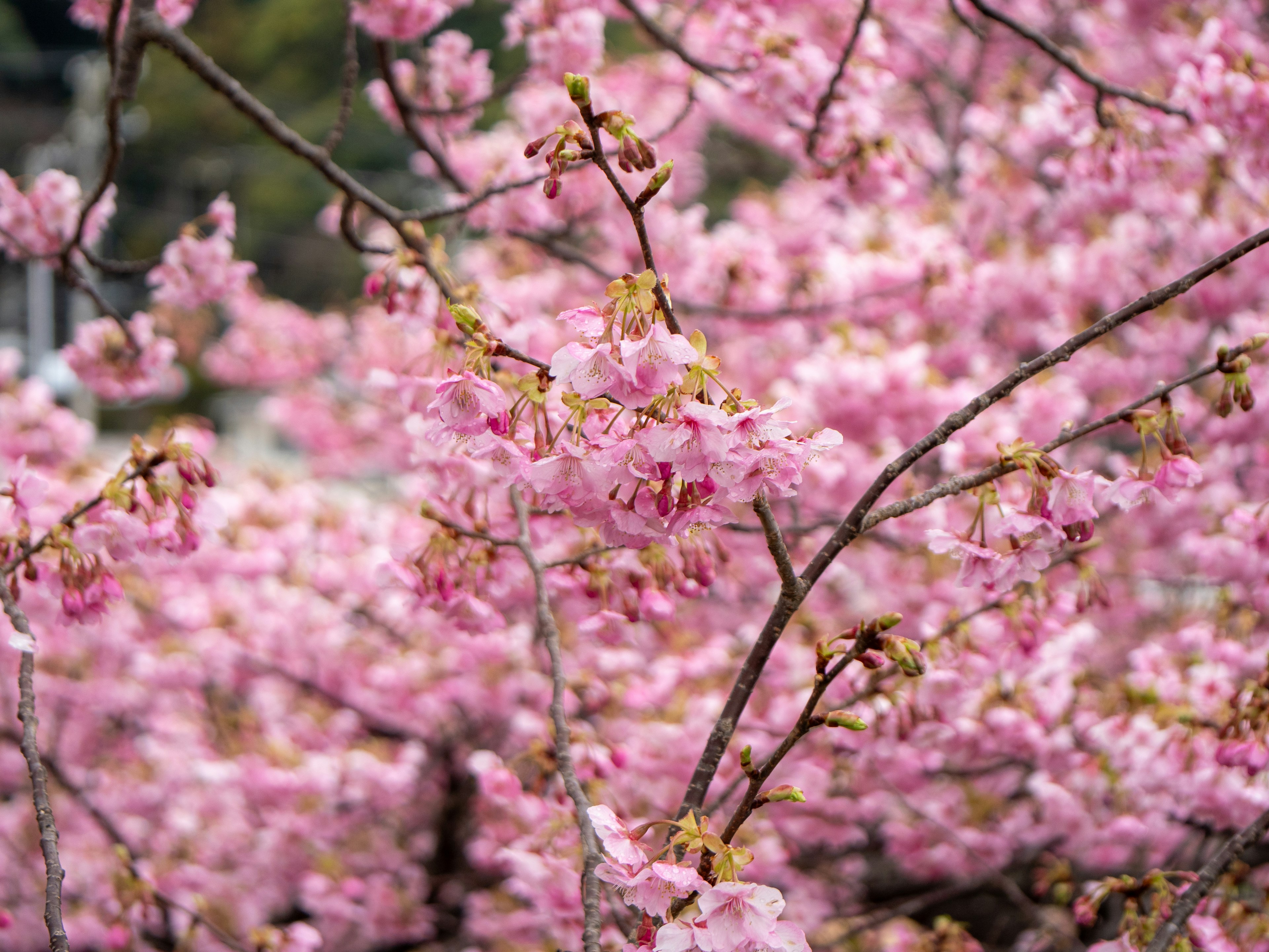 Hermoso paisaje de cerezos en flor