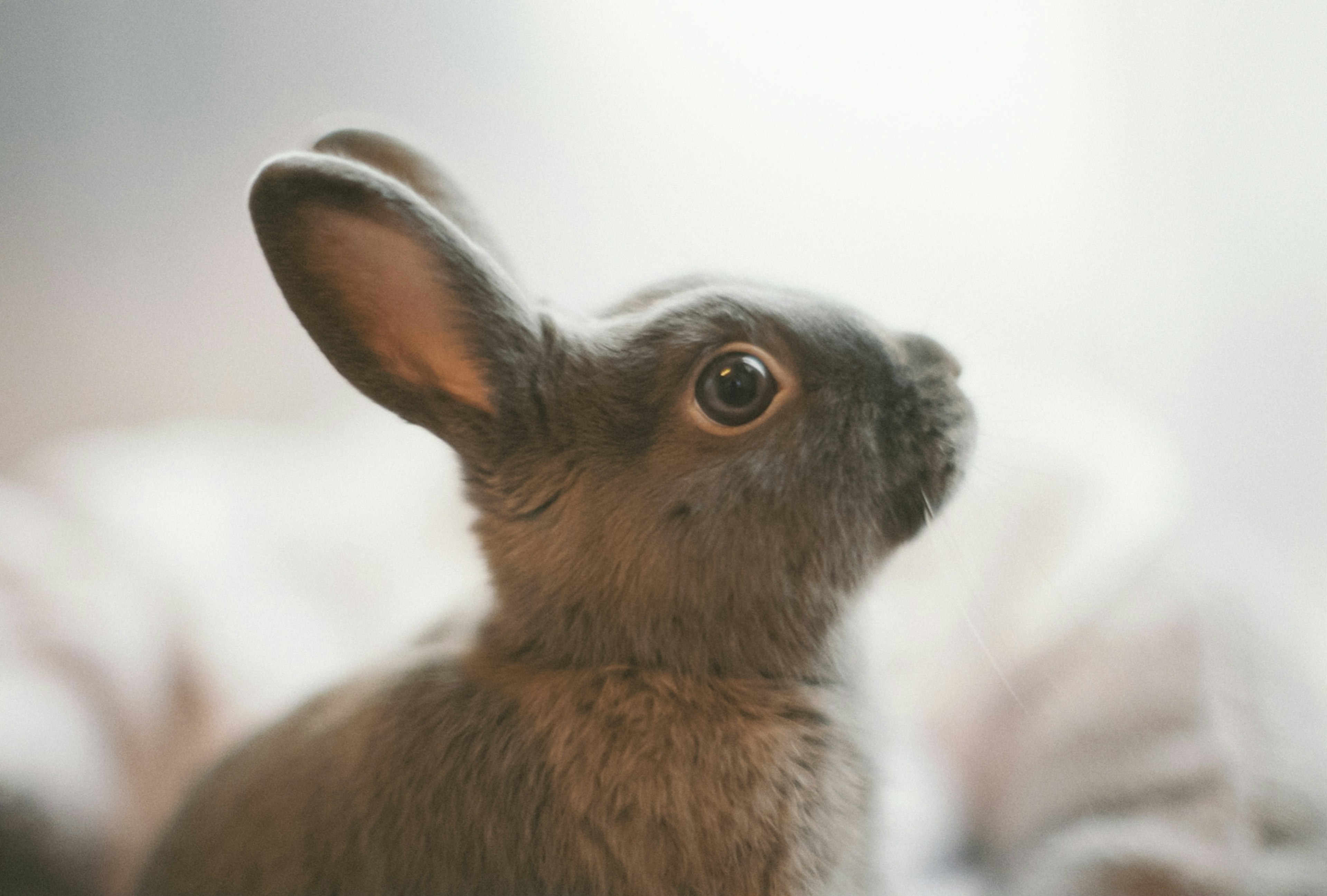 Ein kleiner grauer Hase, der seitlich schaut