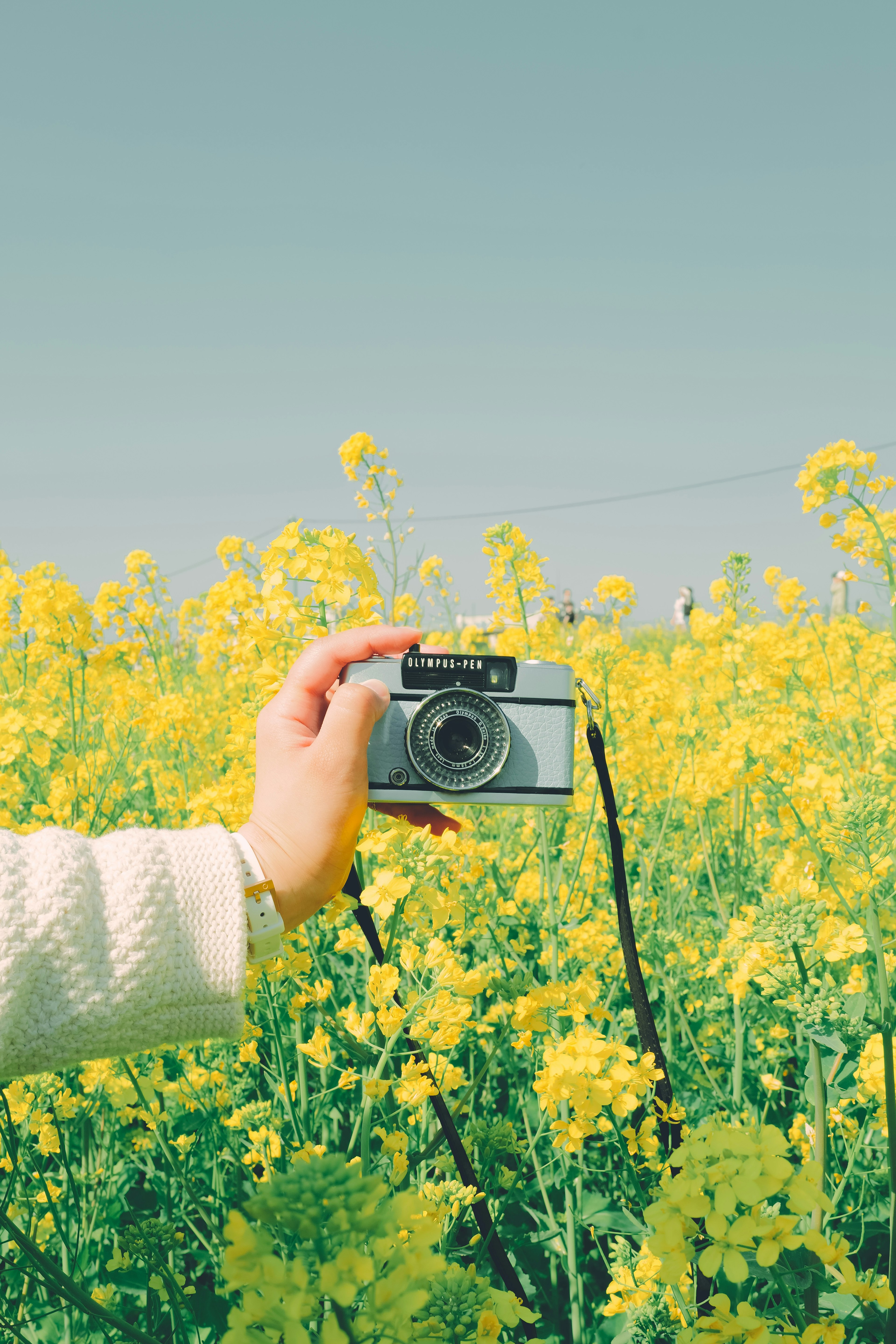 Una mano che tiene una macchina fotografica tra fiori gialli