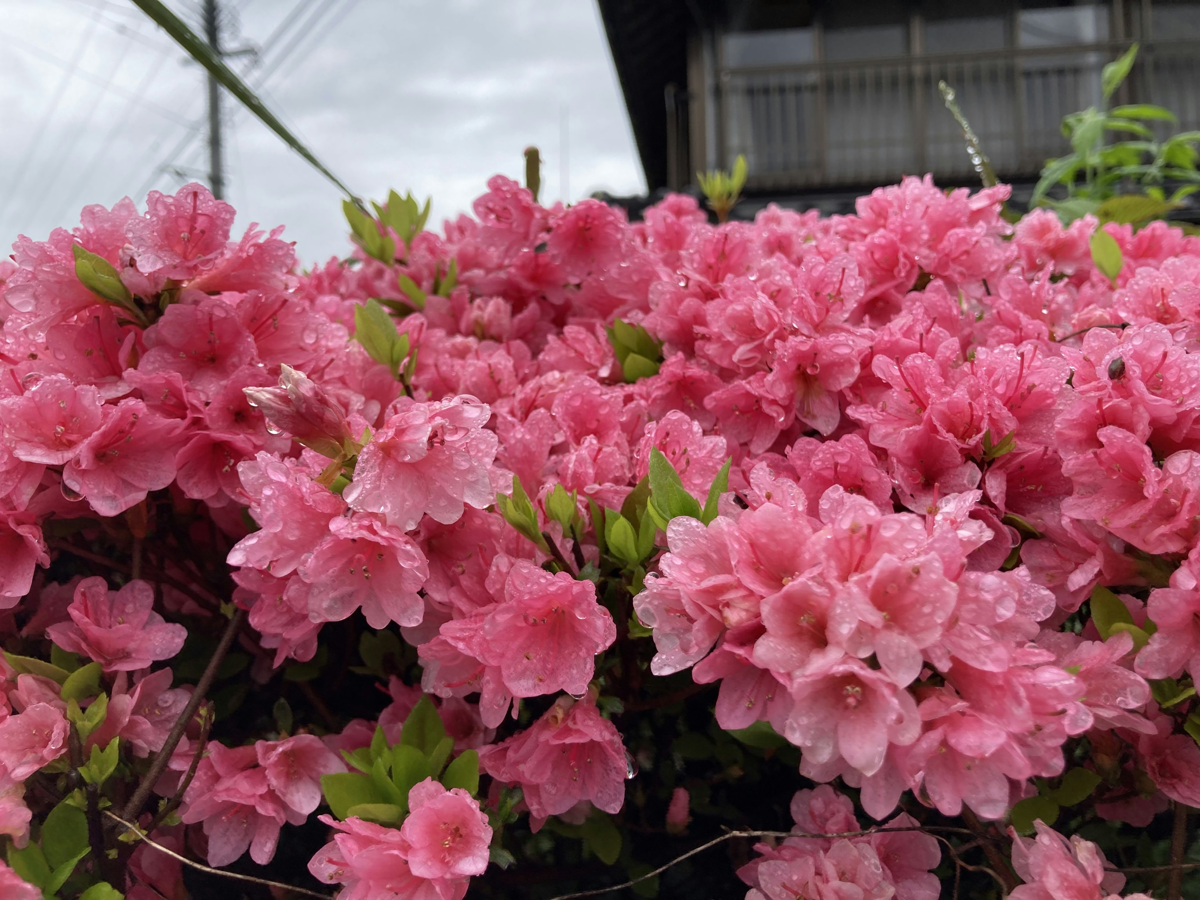 鮮豔的粉色杜鵑花盛開