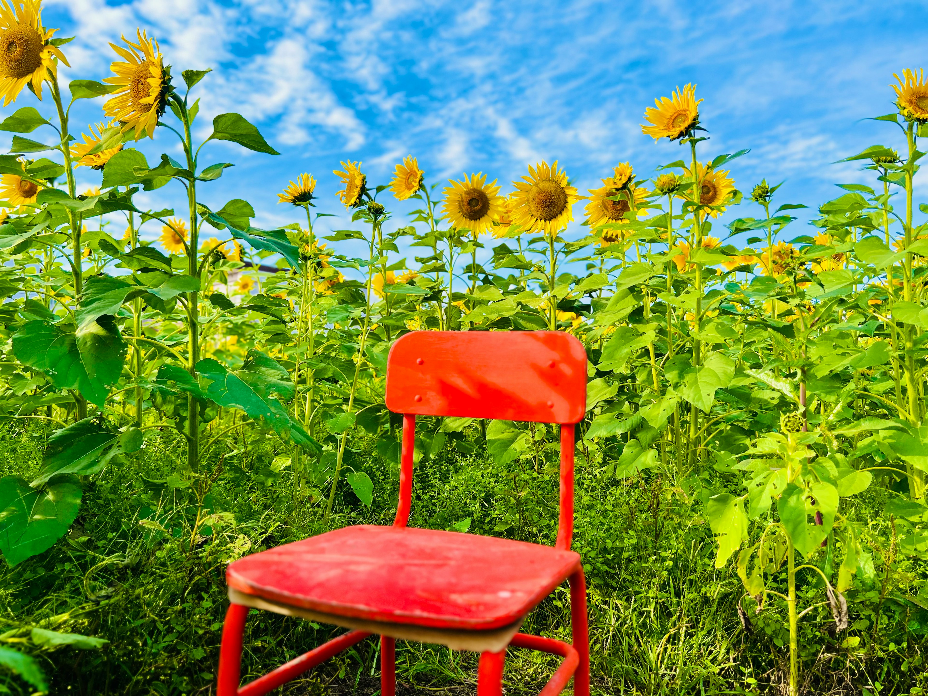 Una silla roja en un campo de girasoles bajo un cielo azul