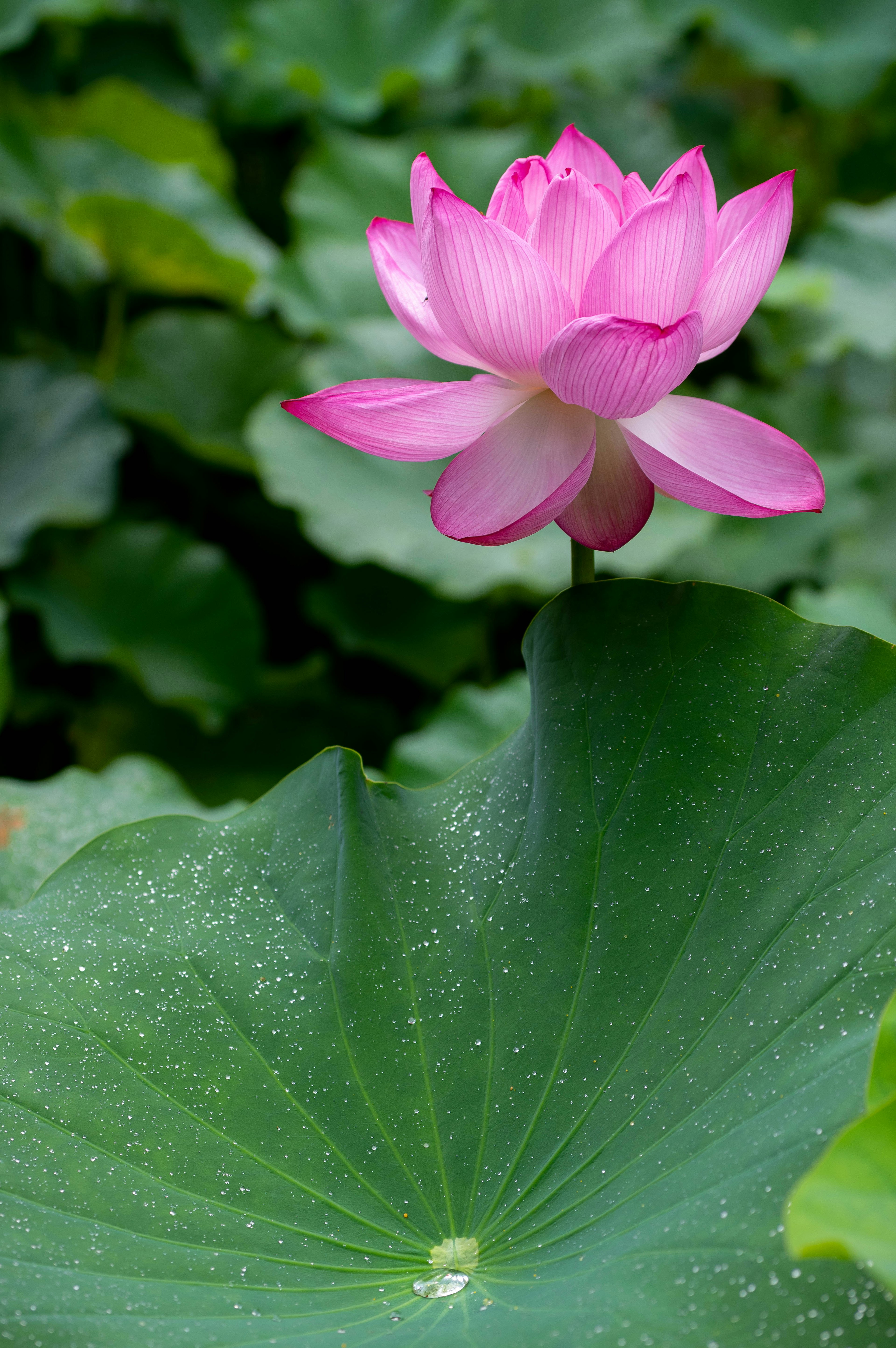 Une belle fleur de lotus rose avec des feuilles vertes en arrière-plan