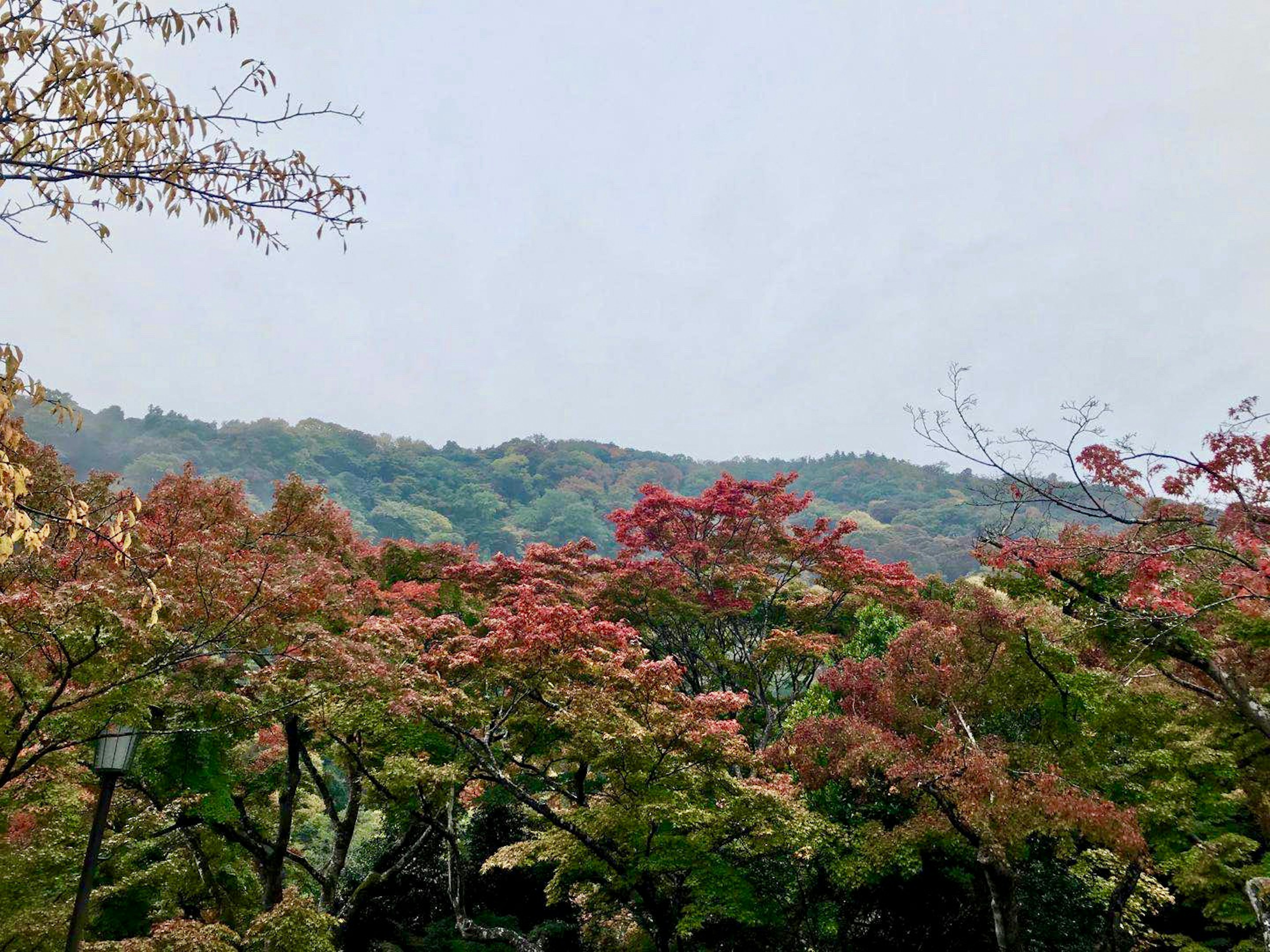 Pemandangan indah dedaunan musim gugur dengan pohon merah dan hijau yang cerah