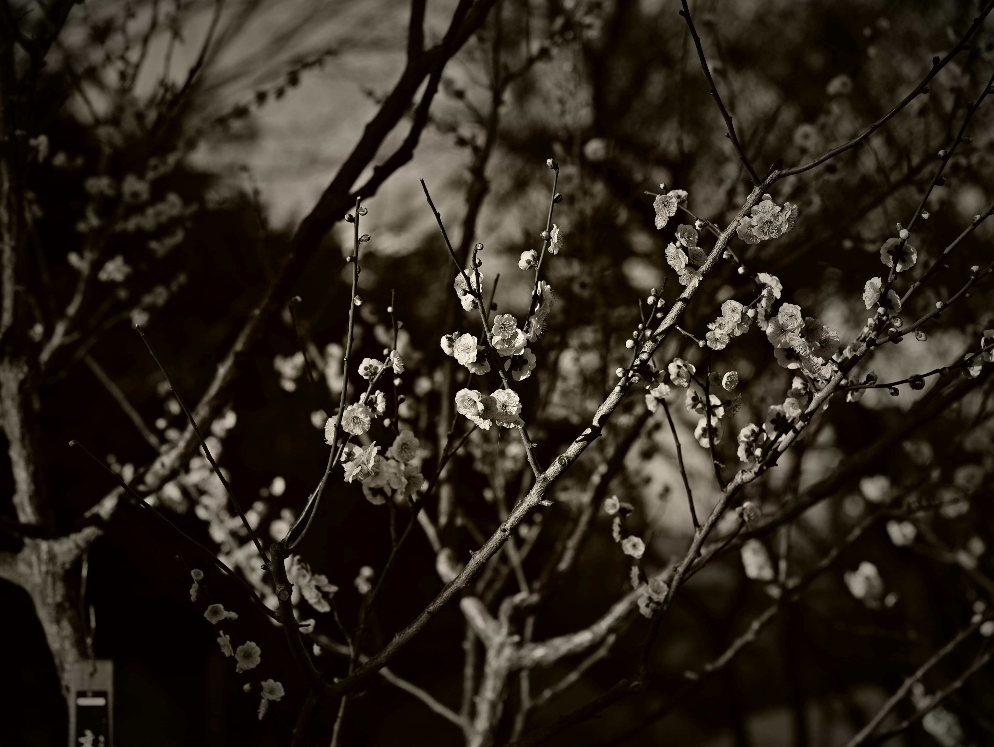 Branches of blooming plum flowers captured in black and white contrast