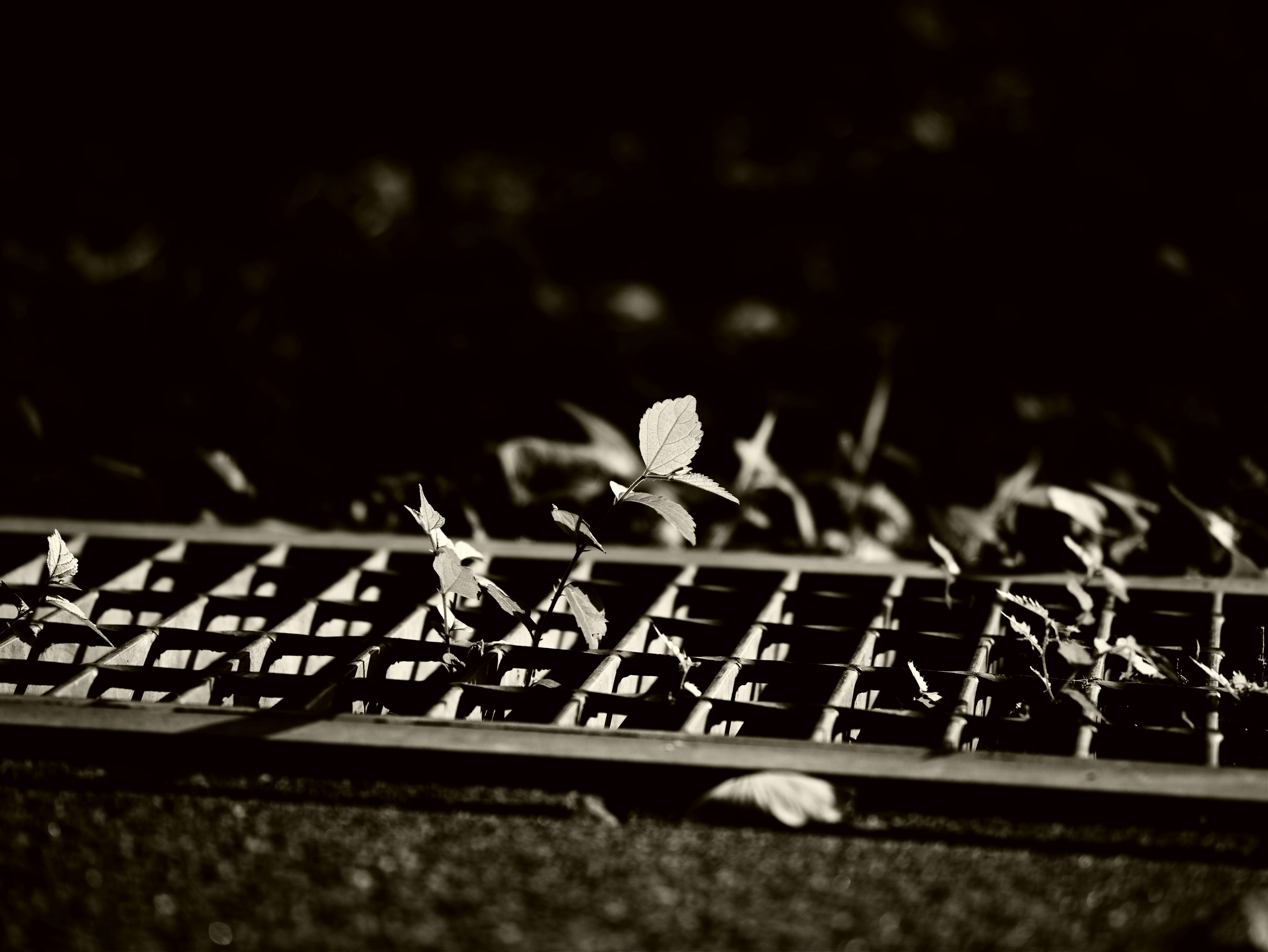 Image of leaves scattered on a black grid