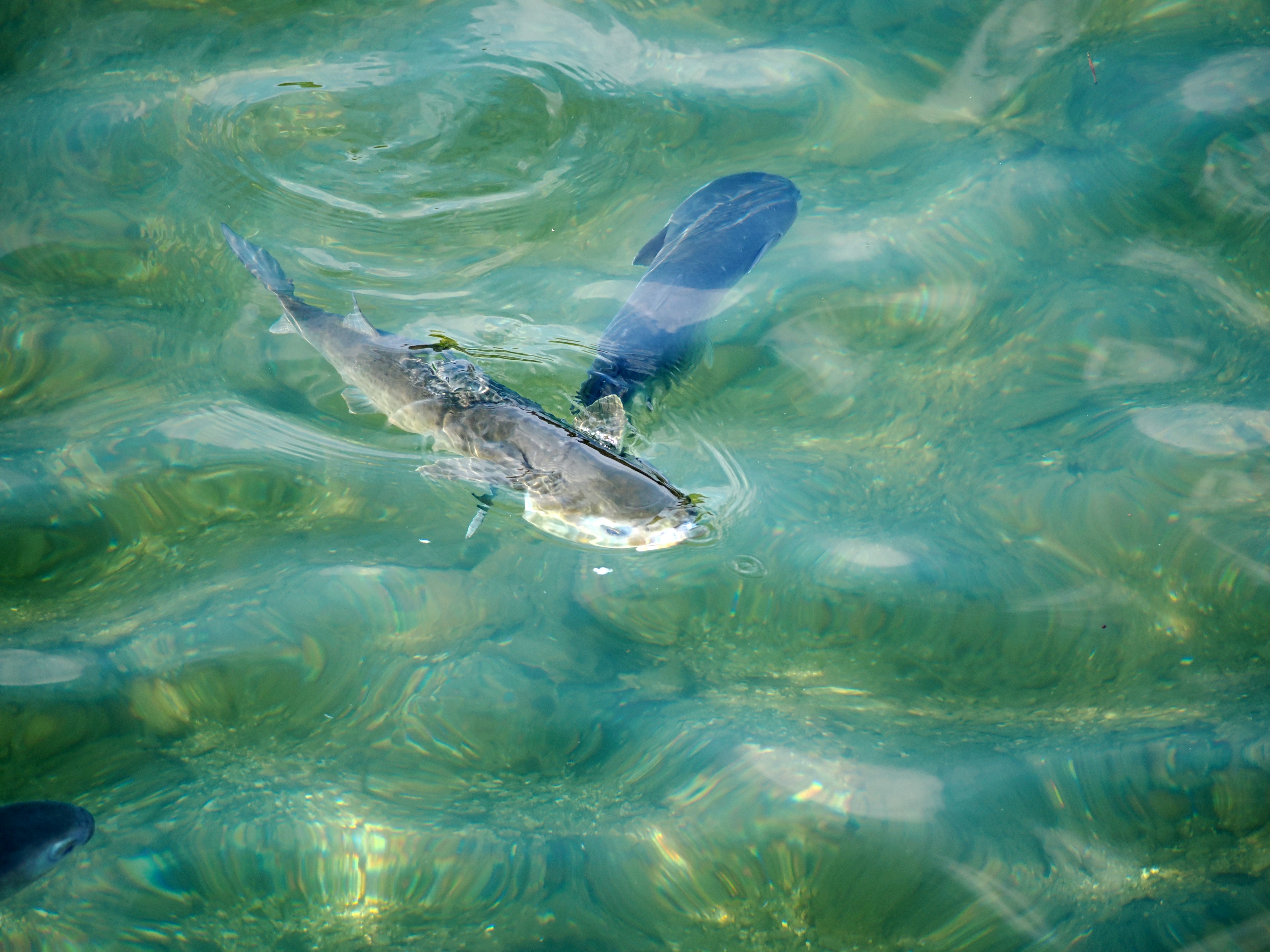 水面に浮かぶ魚とその背後の青い魚