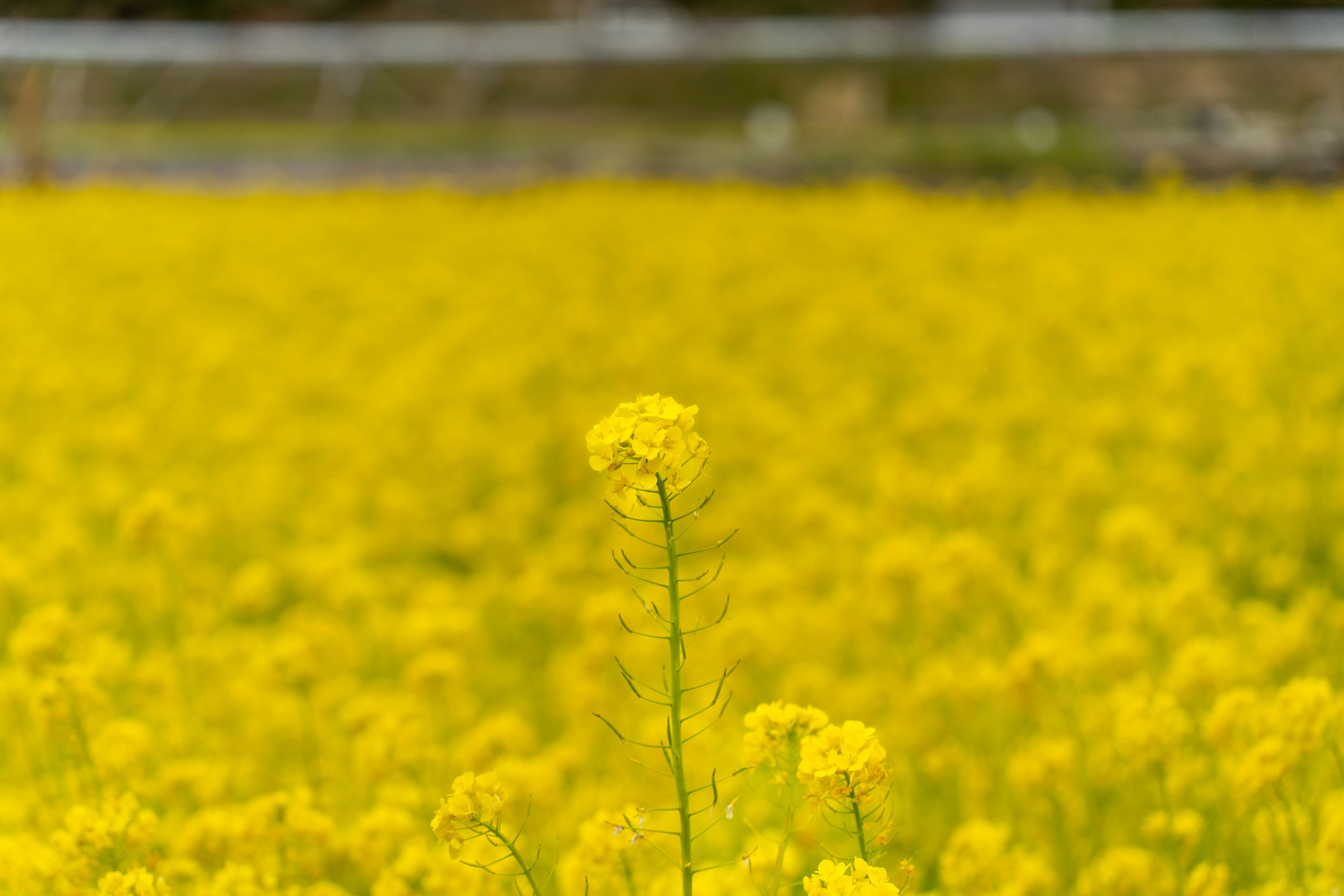 Une seule fleur se dresse dans un vaste champ de fleurs jaunes