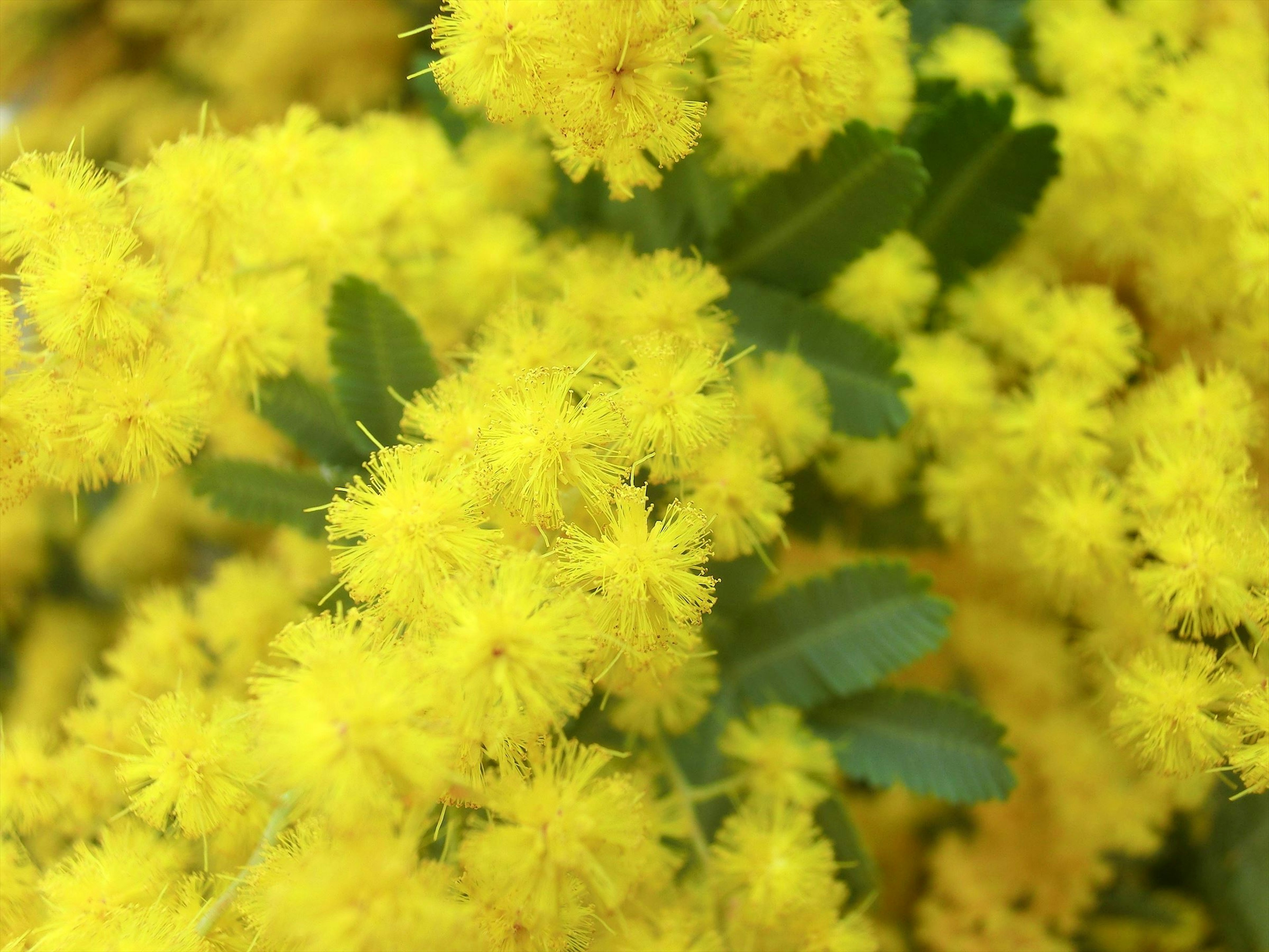 Fiori di mimosa gialli vivaci con foglie verdi