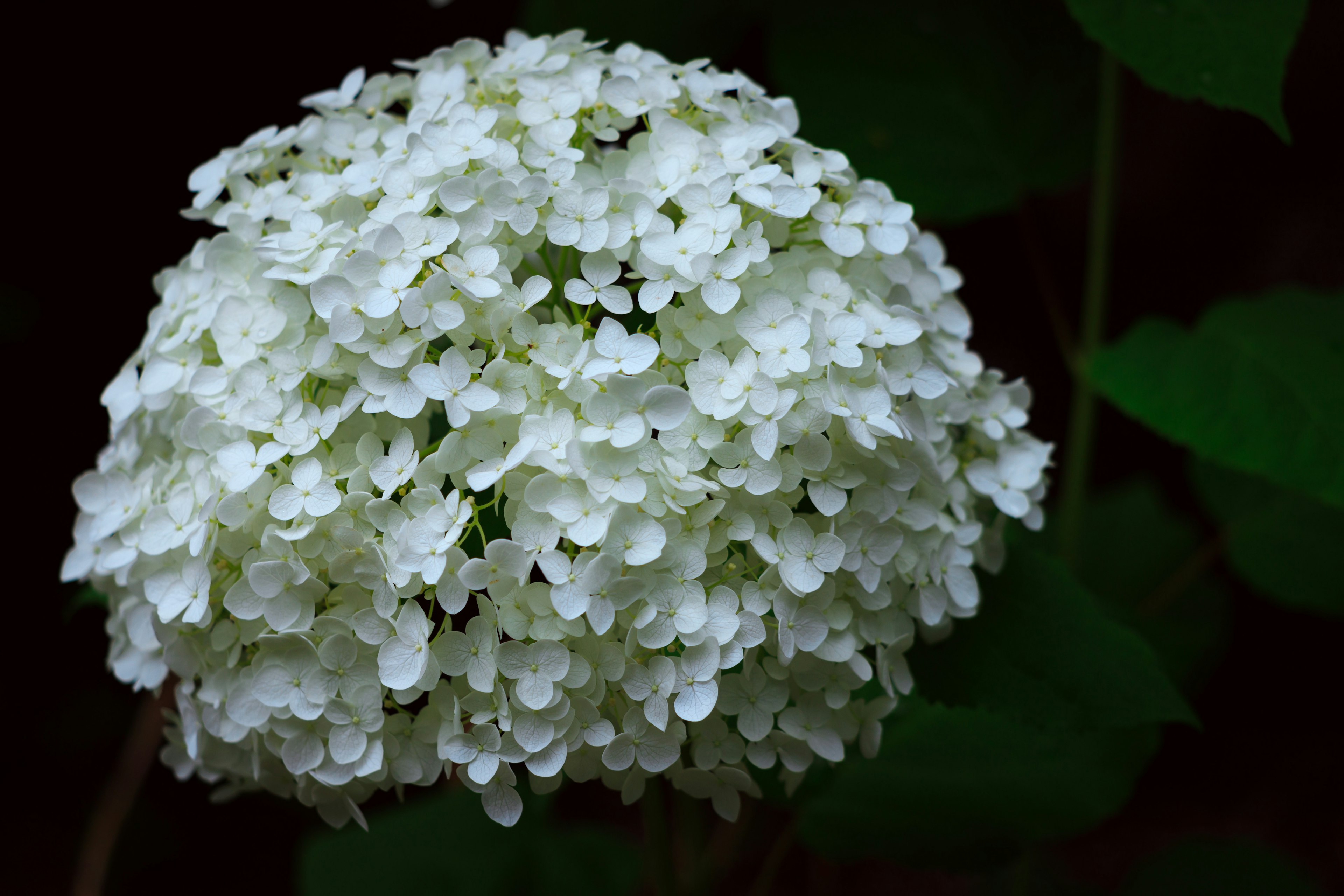 Un ramo esférico de flores blancas destaca sobre un fondo oscuro