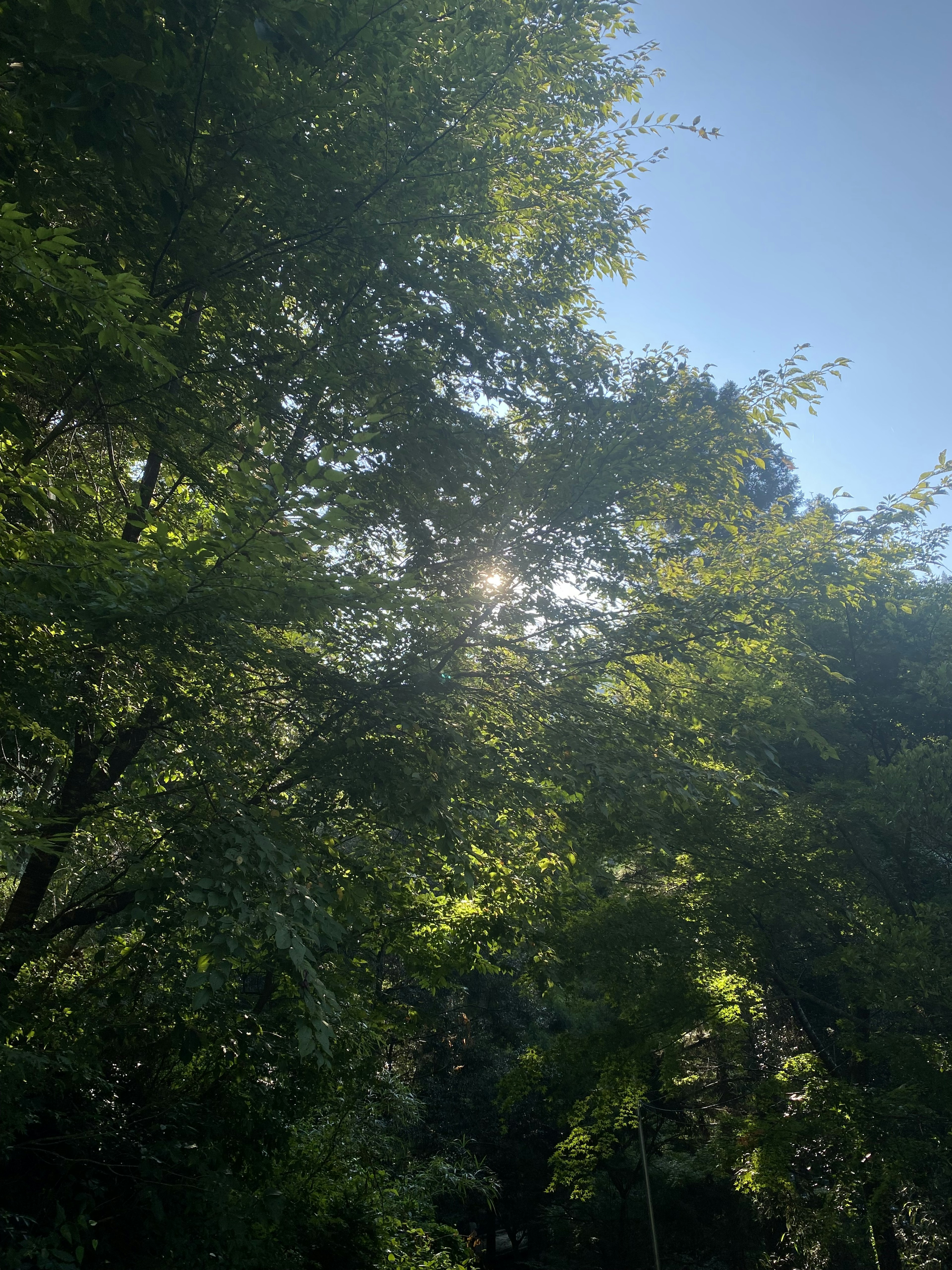 Lumière du soleil filtrant à travers des arbres verts