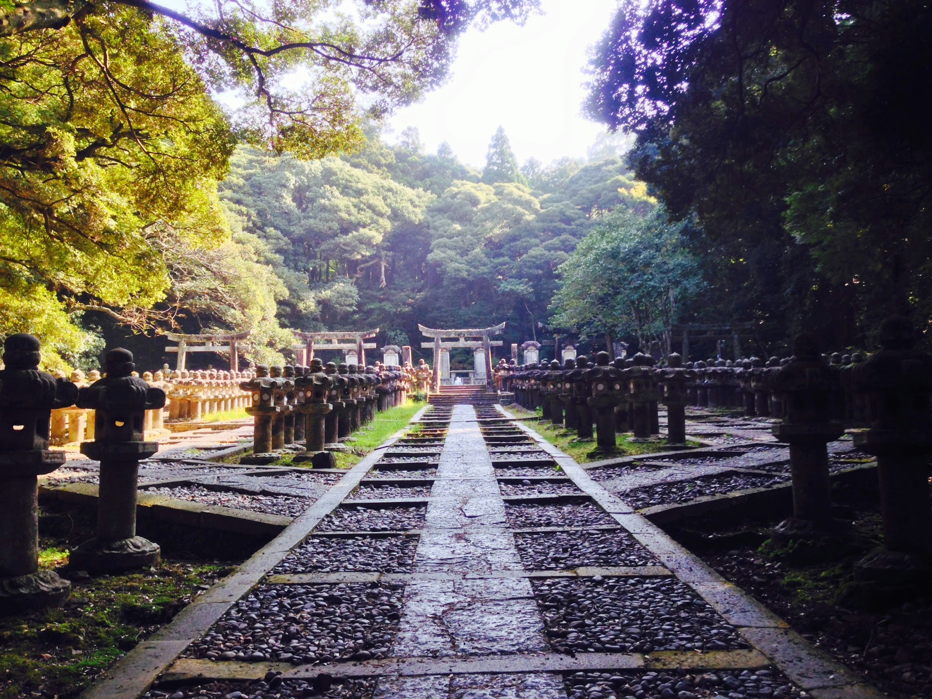 石灯籠が並ぶ神社の石畳の道と緑の木々