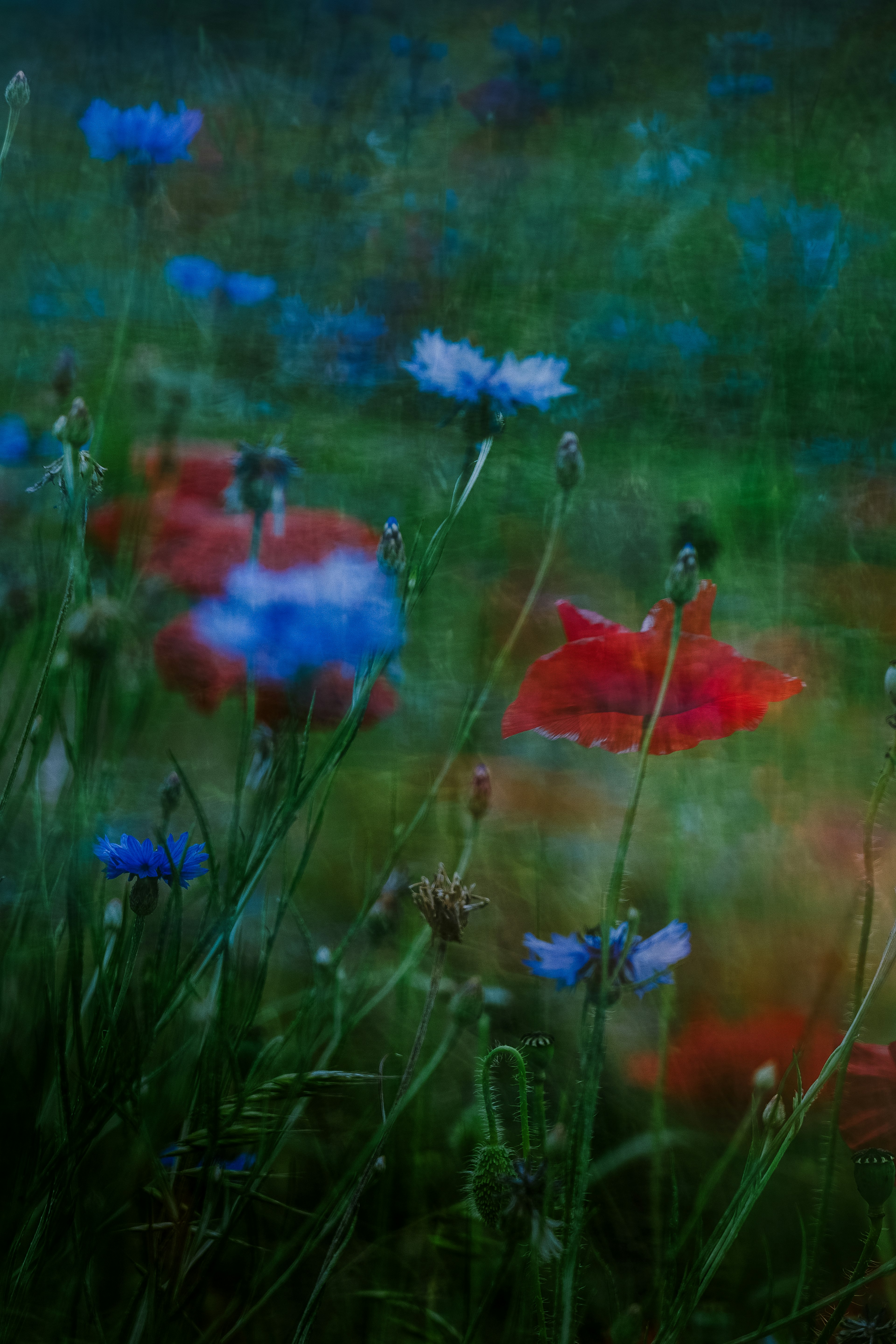 Un beau pré avec des fleurs bleues et rouges mélangées