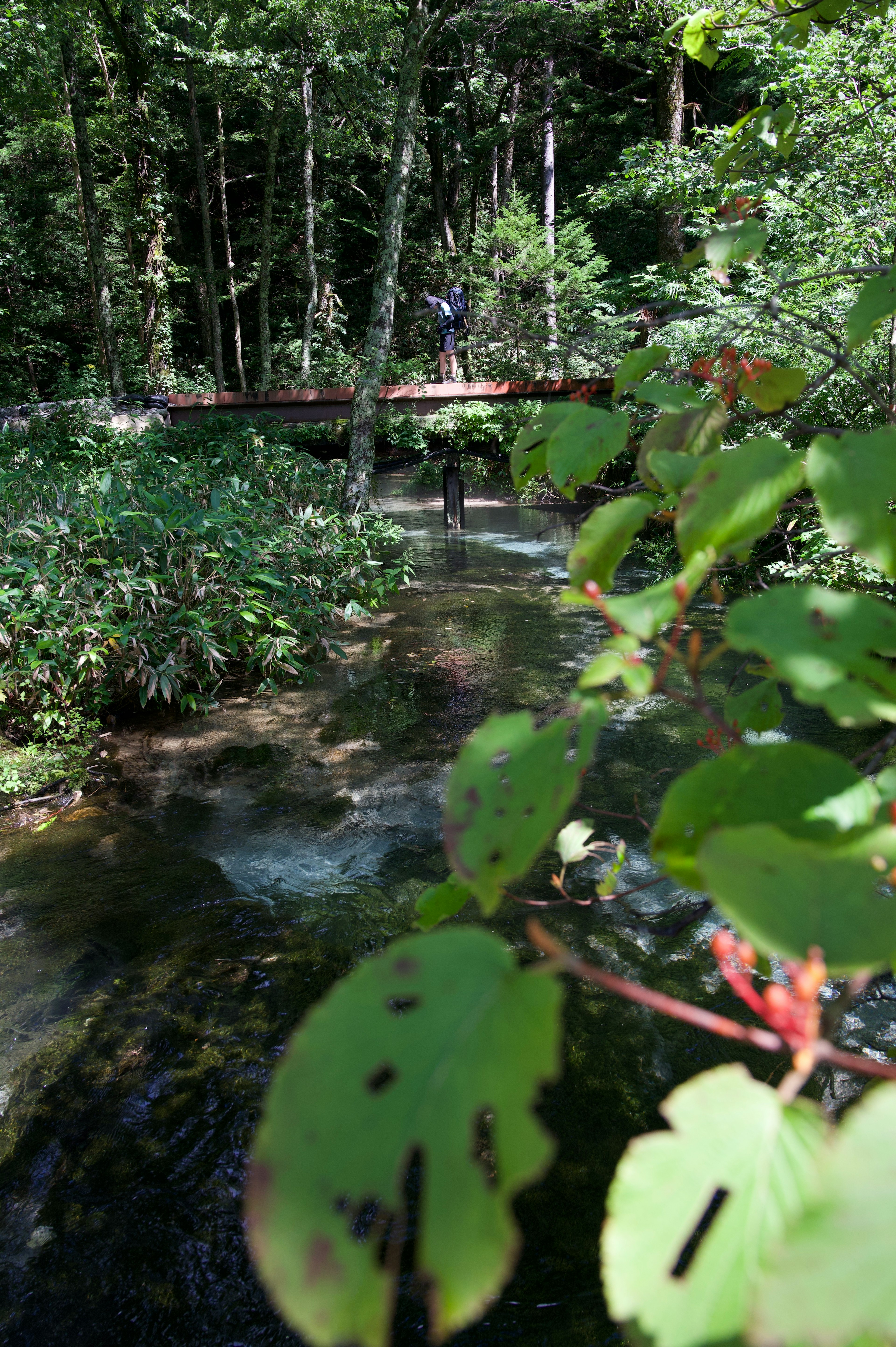 Un arroyo sereno que fluye a través de un bosque verde con un puente de madera