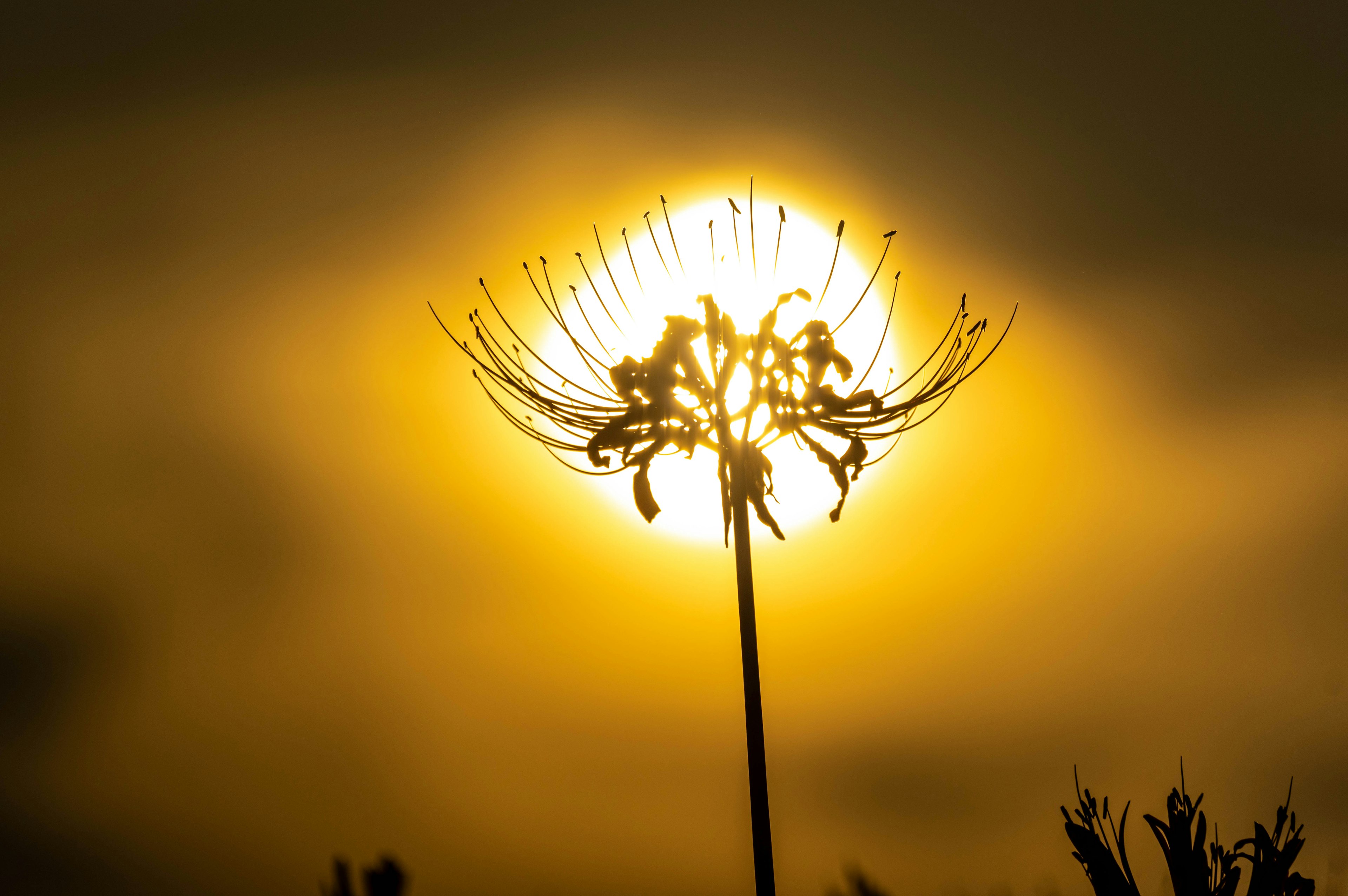 Silueta de una planta contra un atardecer