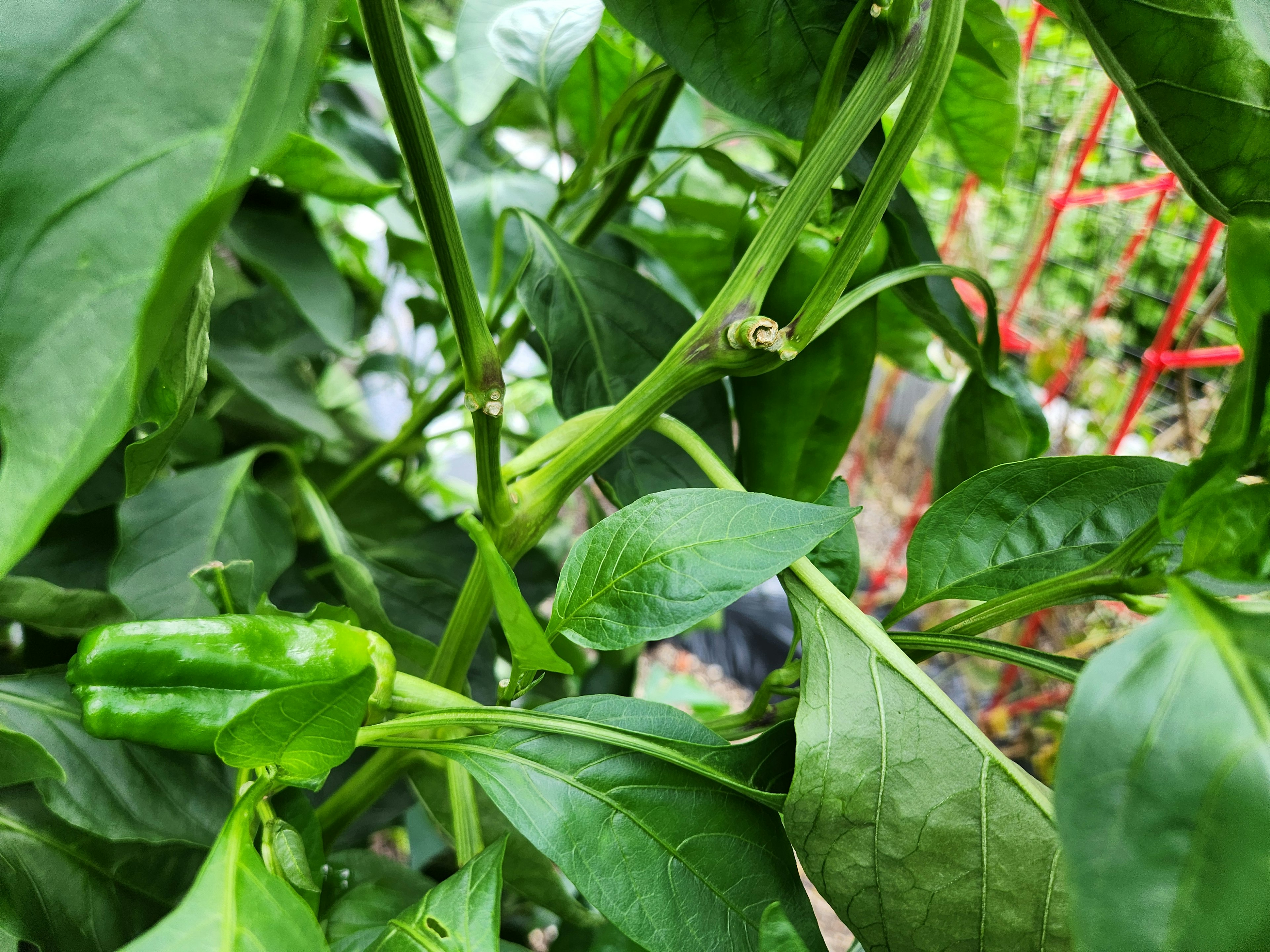 緑色の唐辛子と葉が生い茂る植物のクローズアップ