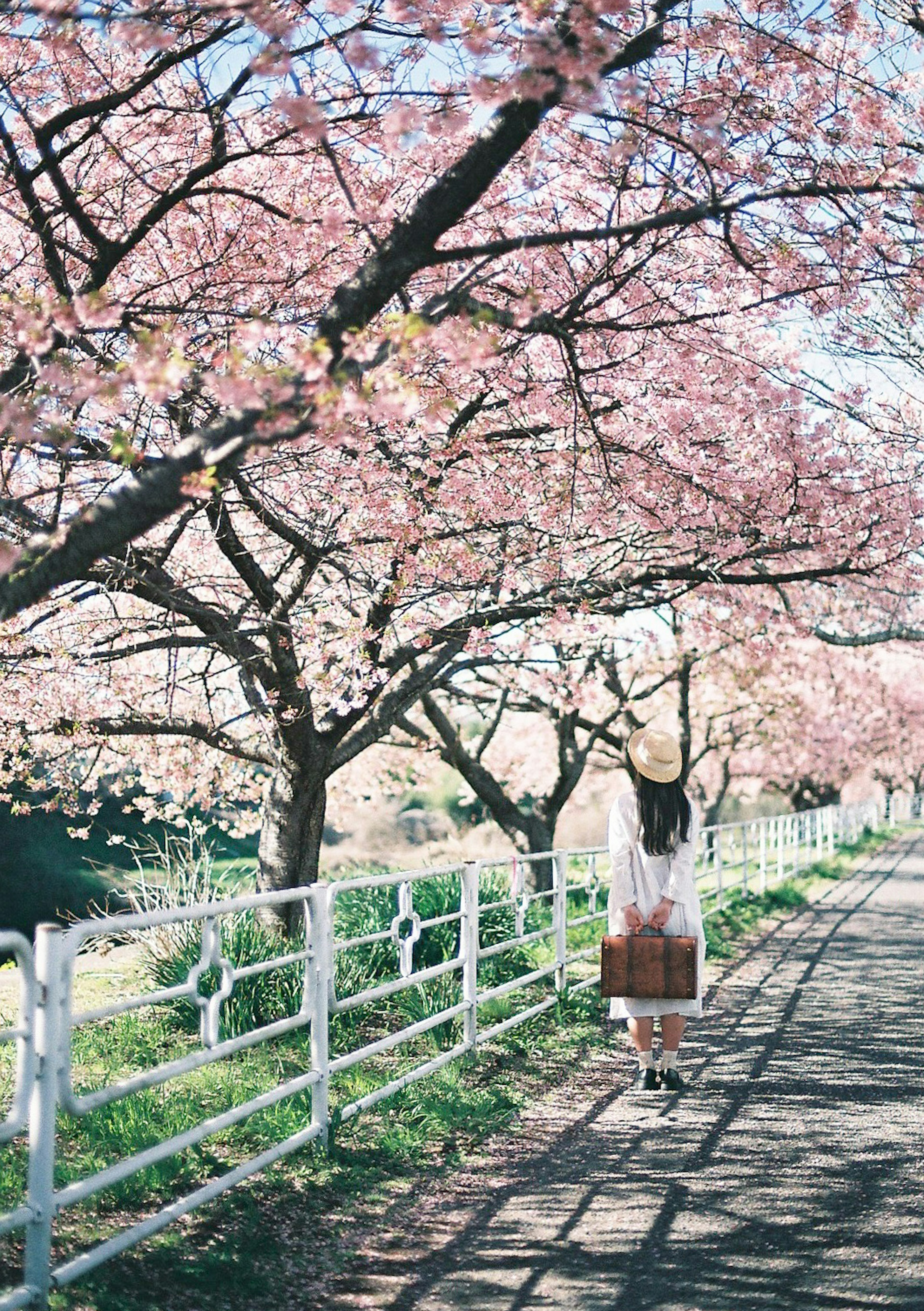 桜の木の下を歩く女性の後ろ姿