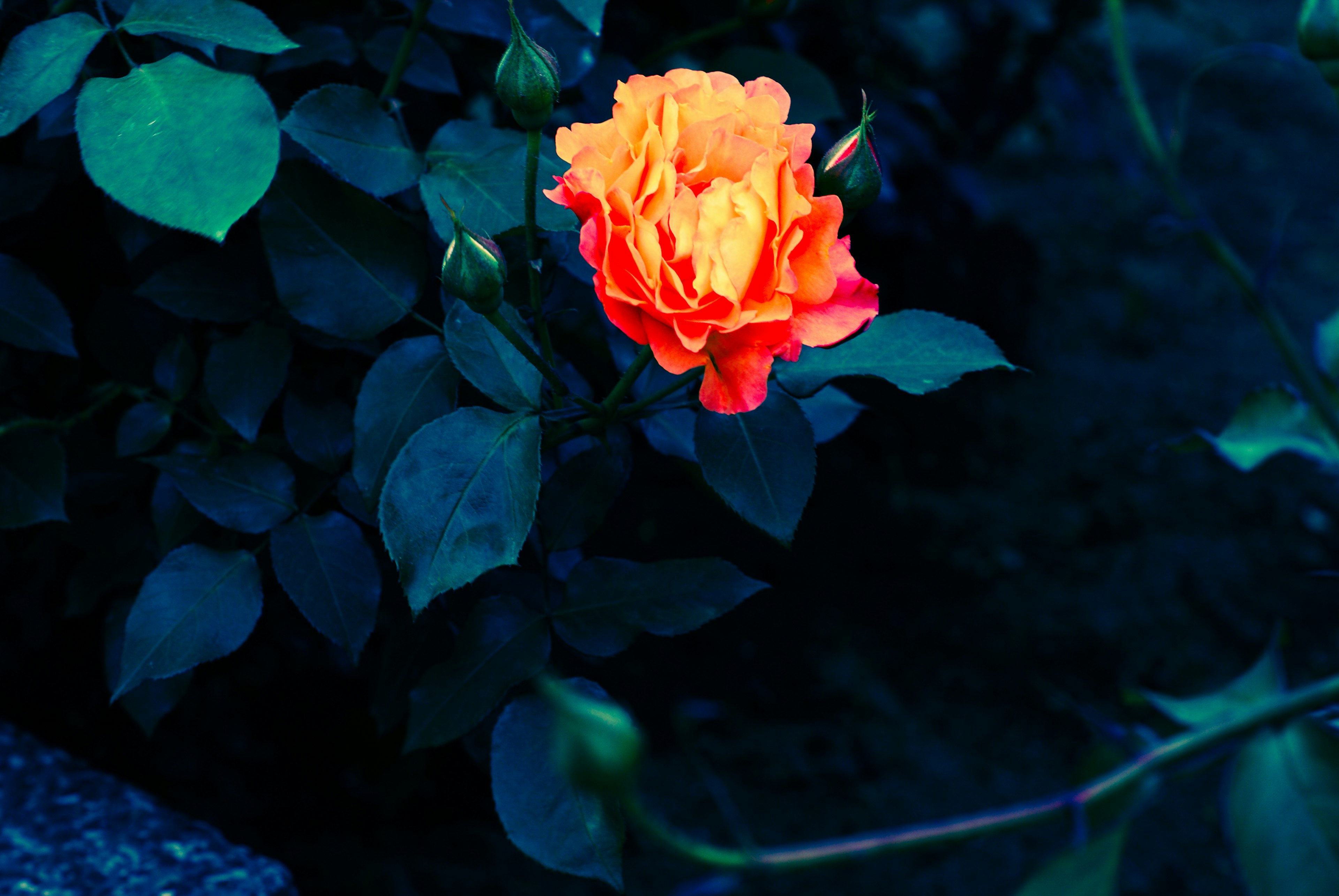 An orange rose blooming against a dark blue background