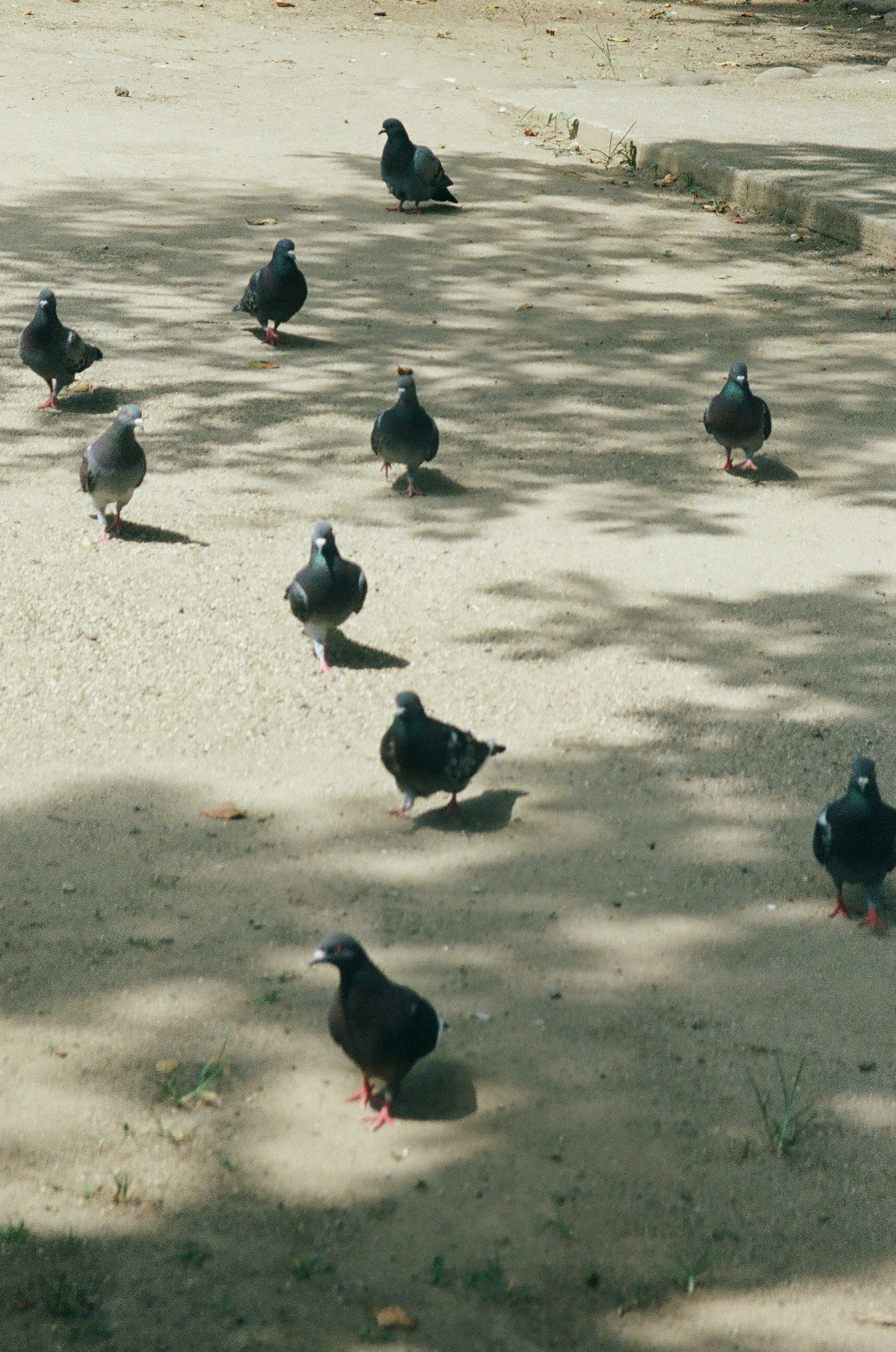 A group of pigeons gathered on the ground