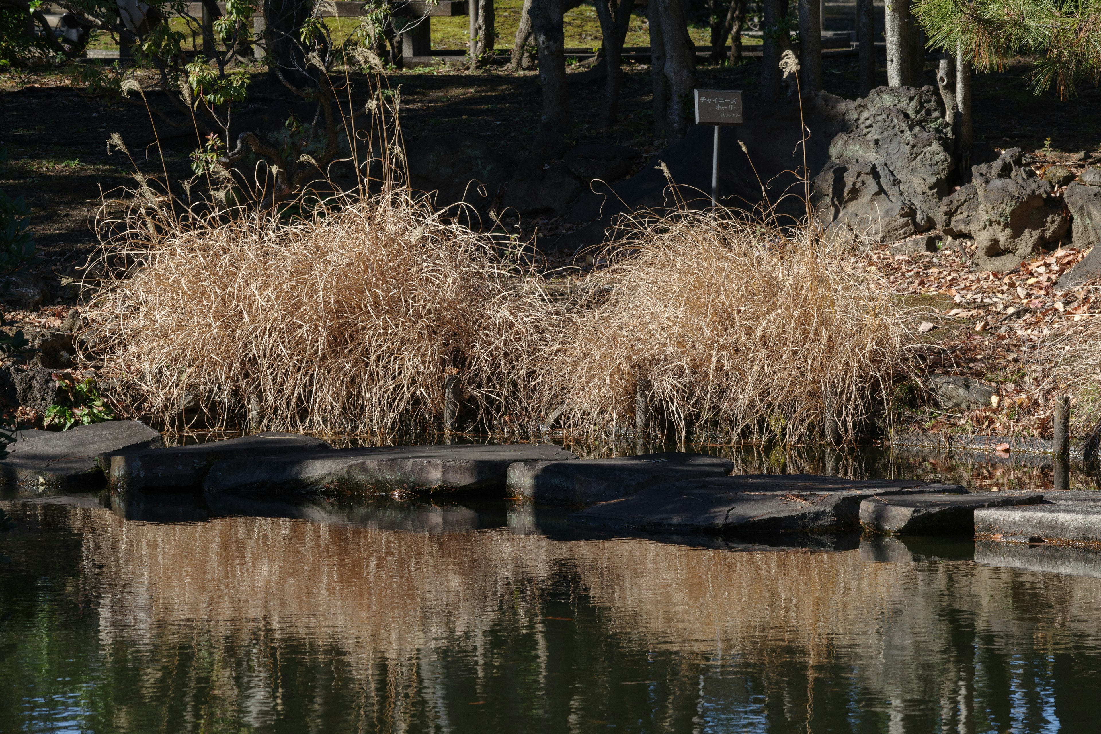 Getrocknetes Gras und Steine, die sich auf der Wasseroberfläche spiegeln